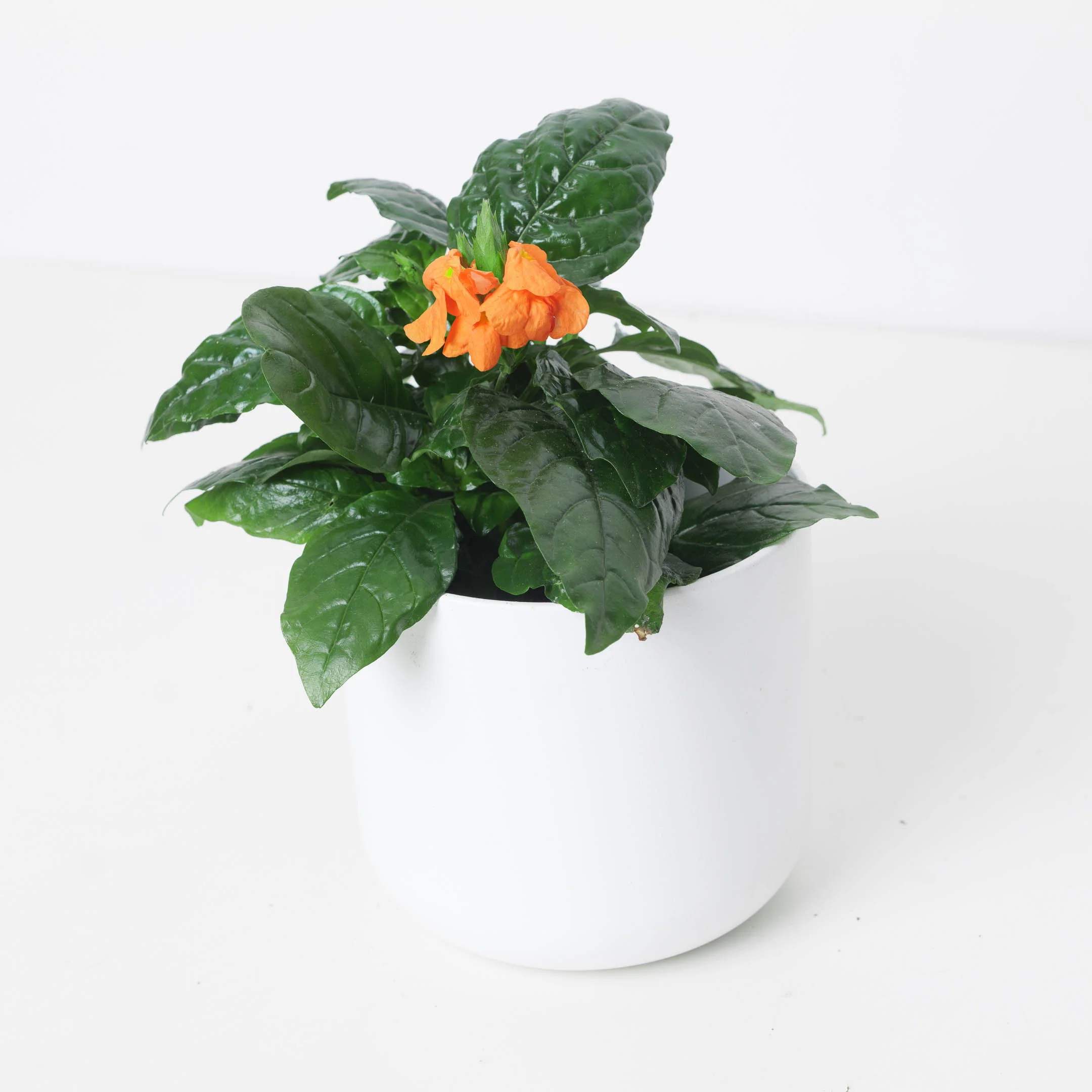 Crossandra infundibuliformis 'Fortuna' | Firecracker Flower Plant