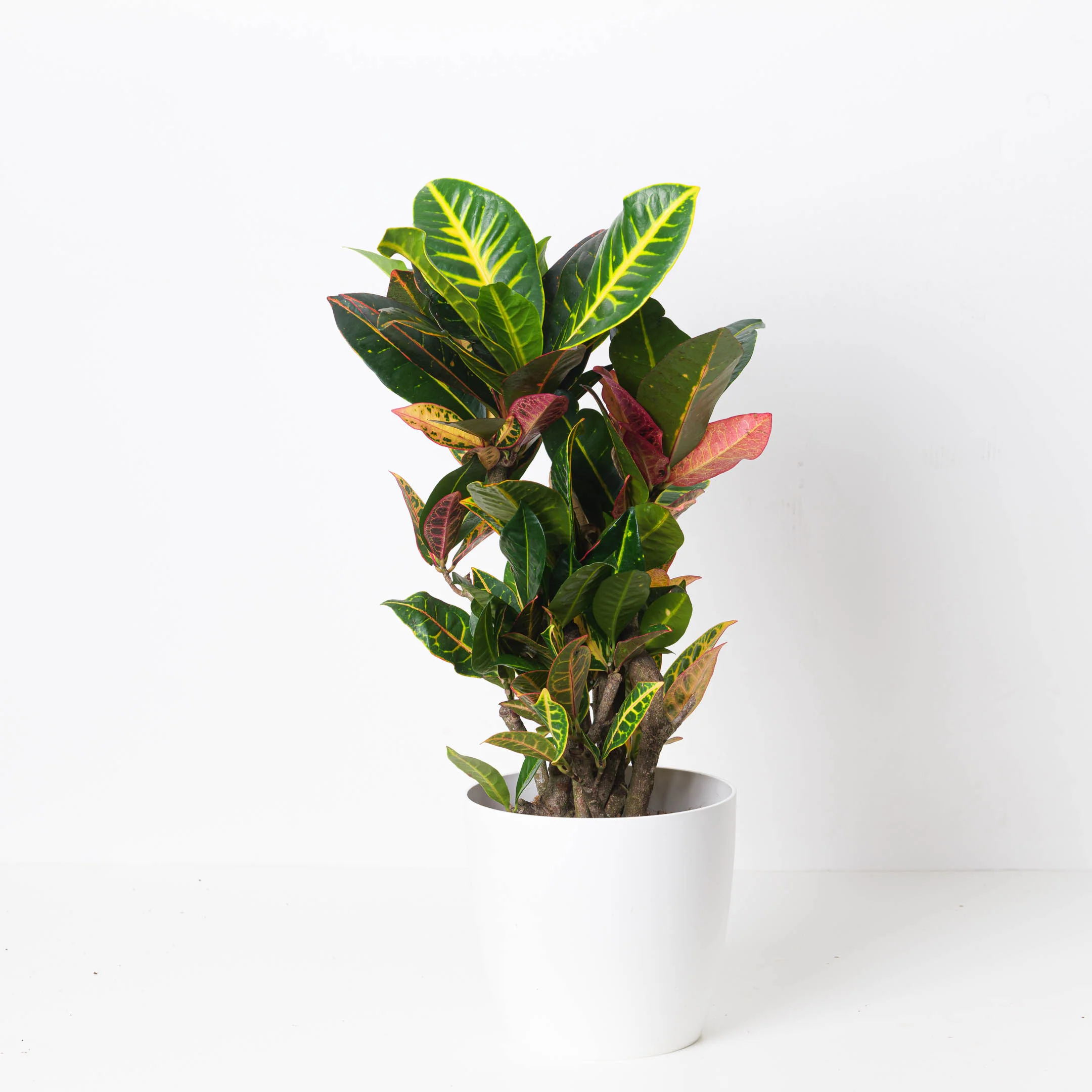 Codiaeum Petra | Branched Croton Plant