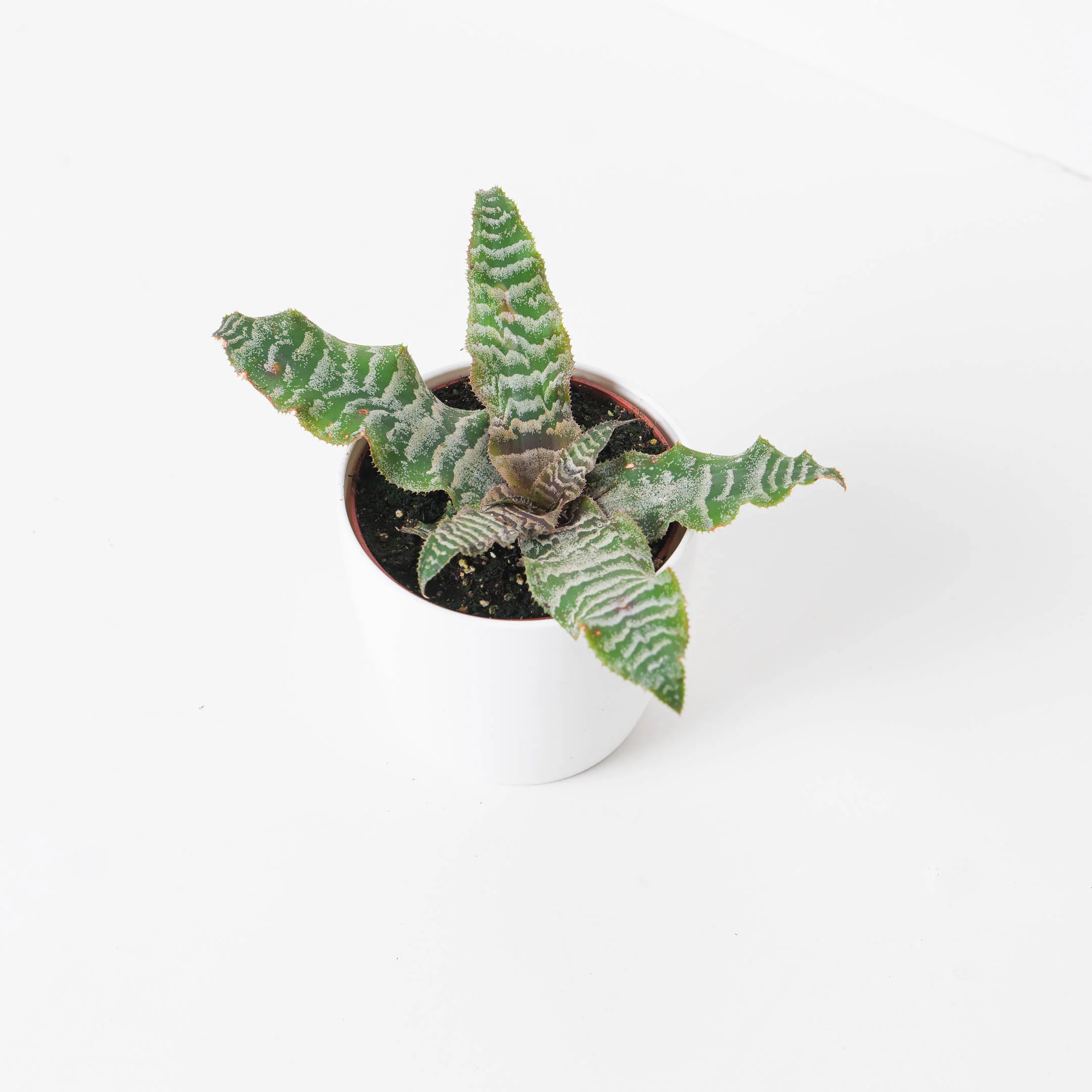 Cryptanthus zonatus  | Zebra Stripe Plant