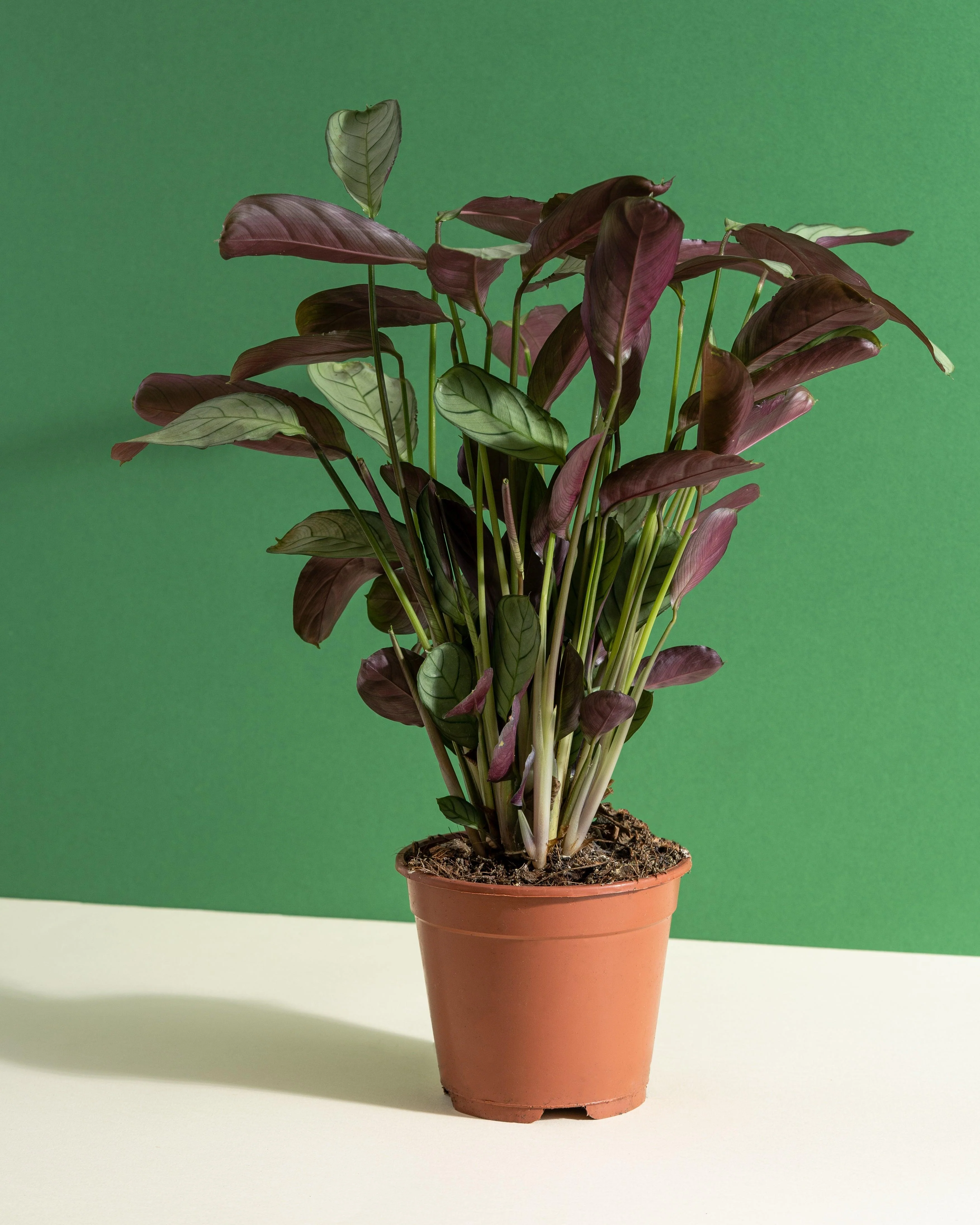 Ctenanthe Burle Marxii Amagris | Fishbone Prayer Plant