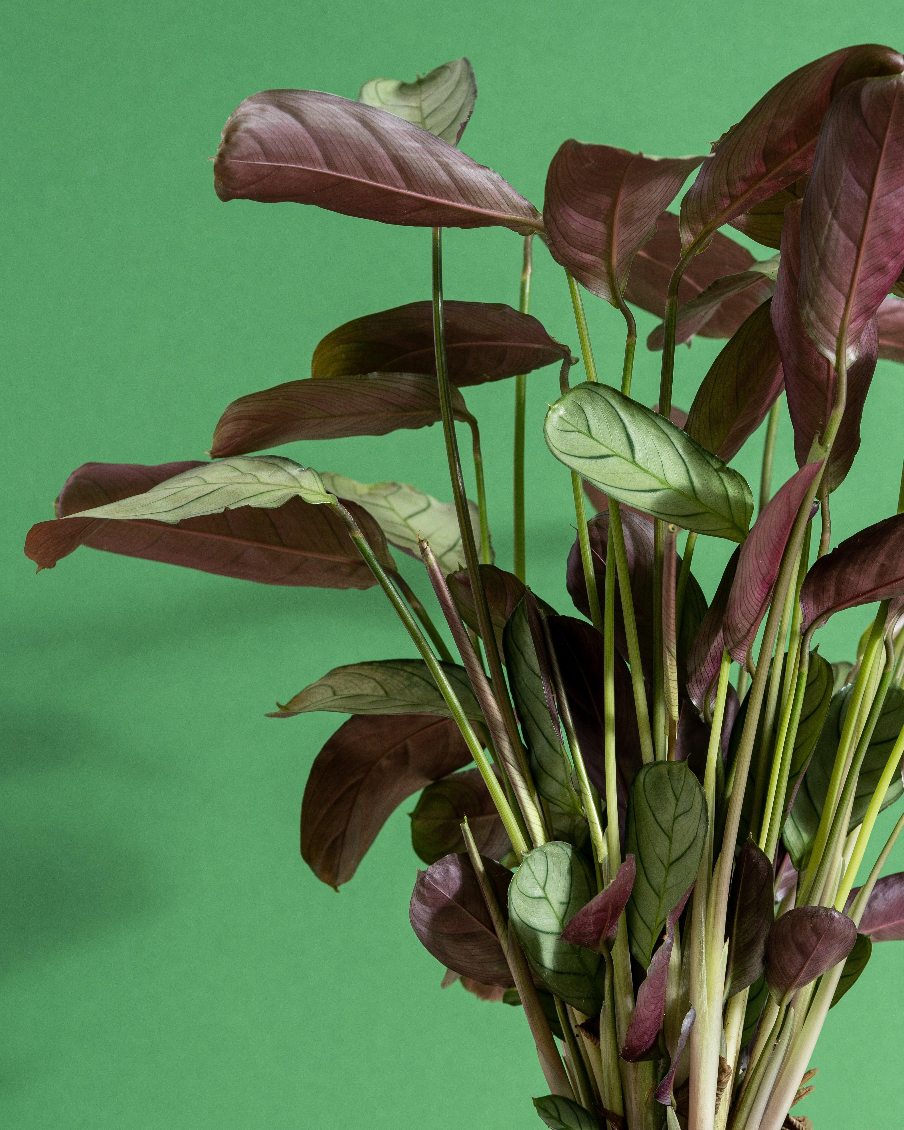 Ctenanthe Burle Marxii Amagris | Fishbone Prayer Plant - Image 2
