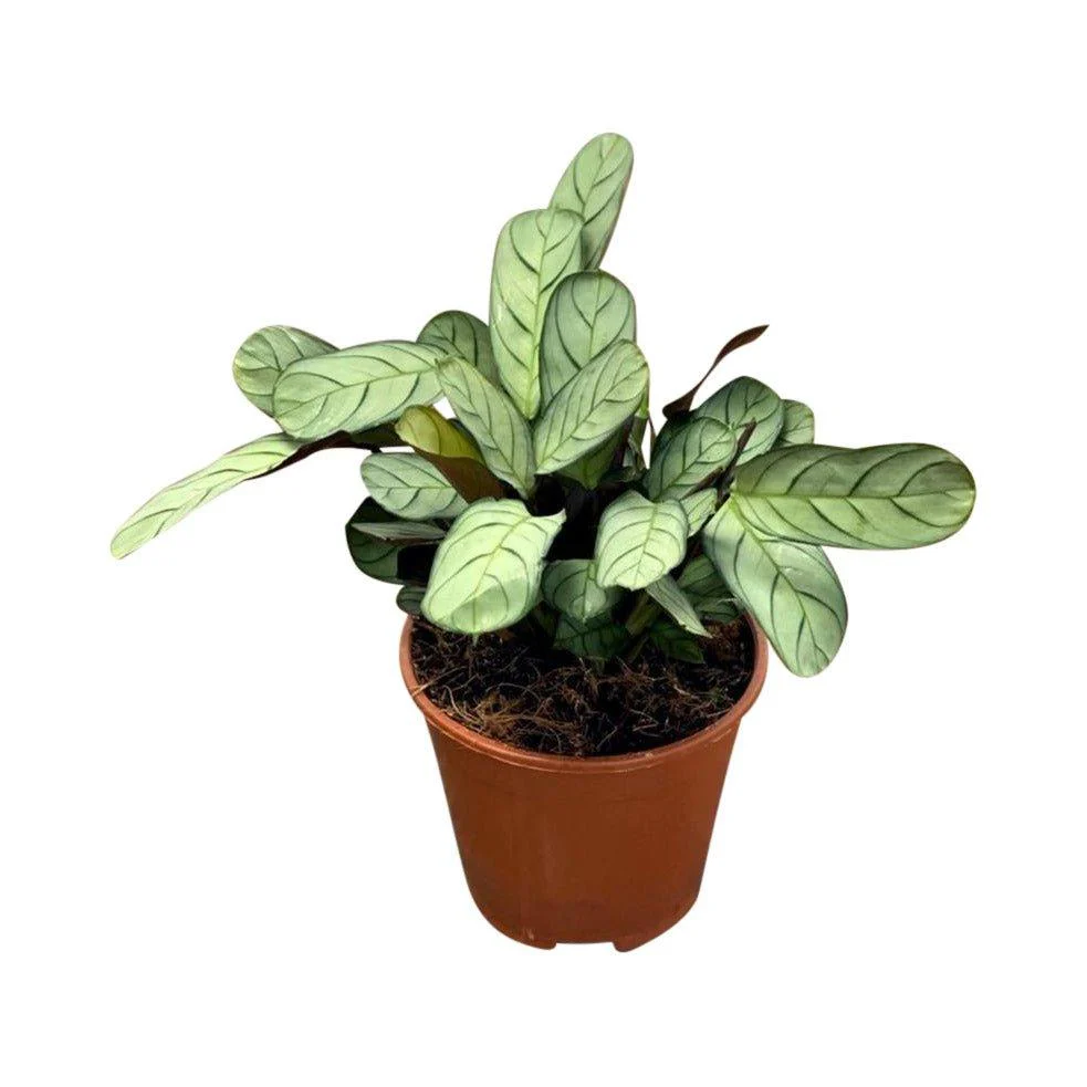 Ctenanthe Burle Marxii Amagris | Fishbone Prayer Plant - Image 3
