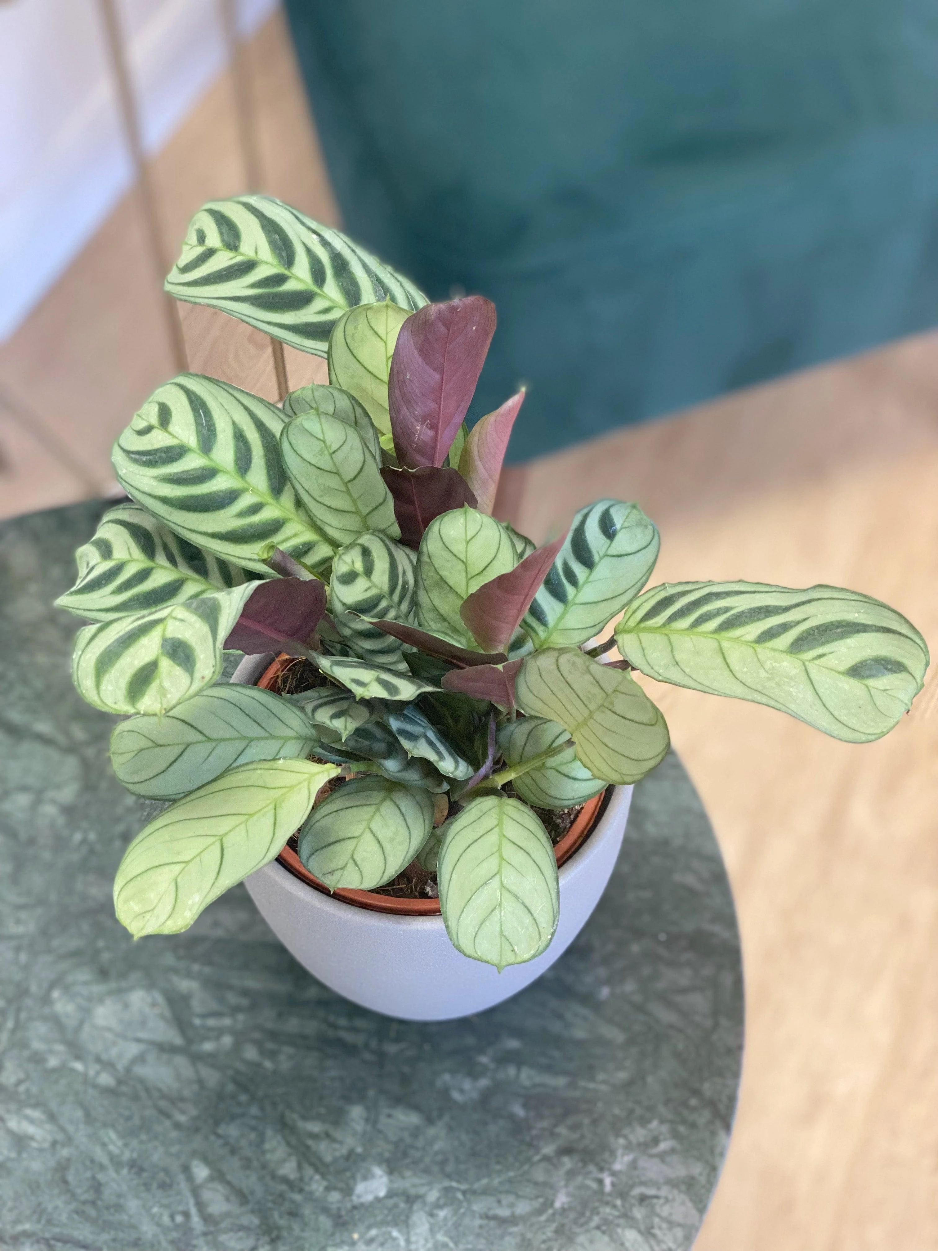 Ctenanthe Burle Marxii Amagris | Fishbone Prayer Plant - Image 4