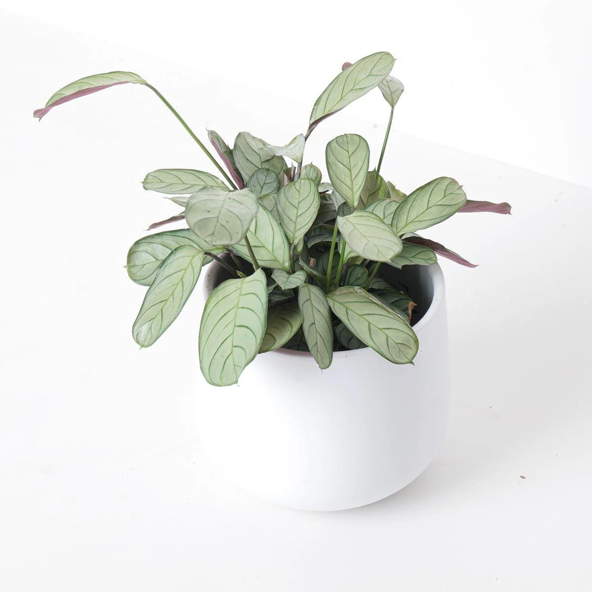 Ctenanthe Burle Marxii Amagris | Fishbone Prayer Plant - Image 5