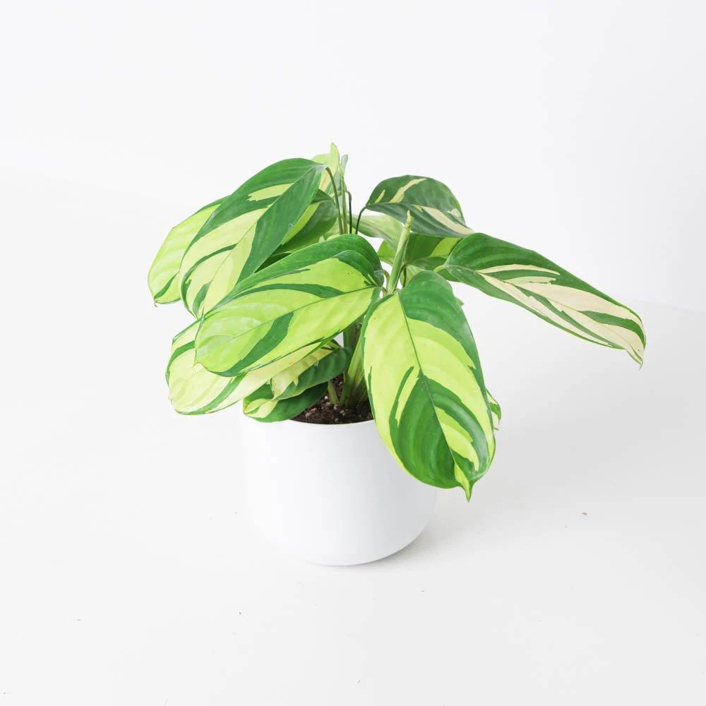 Ctenanthe Pilosa Golden Mosaic