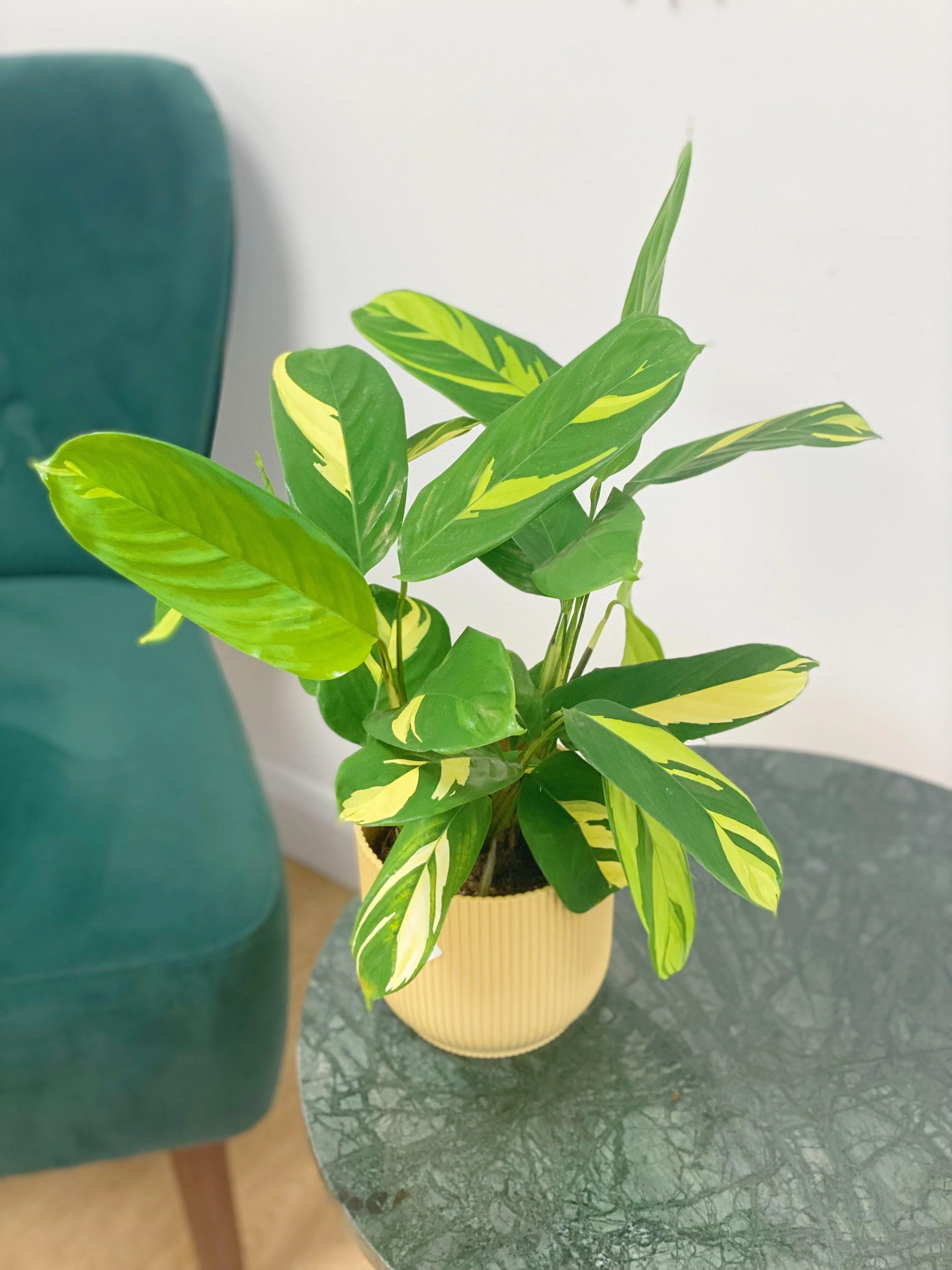 Ctenanthe Pilosa Golden Mosaic - Image 2