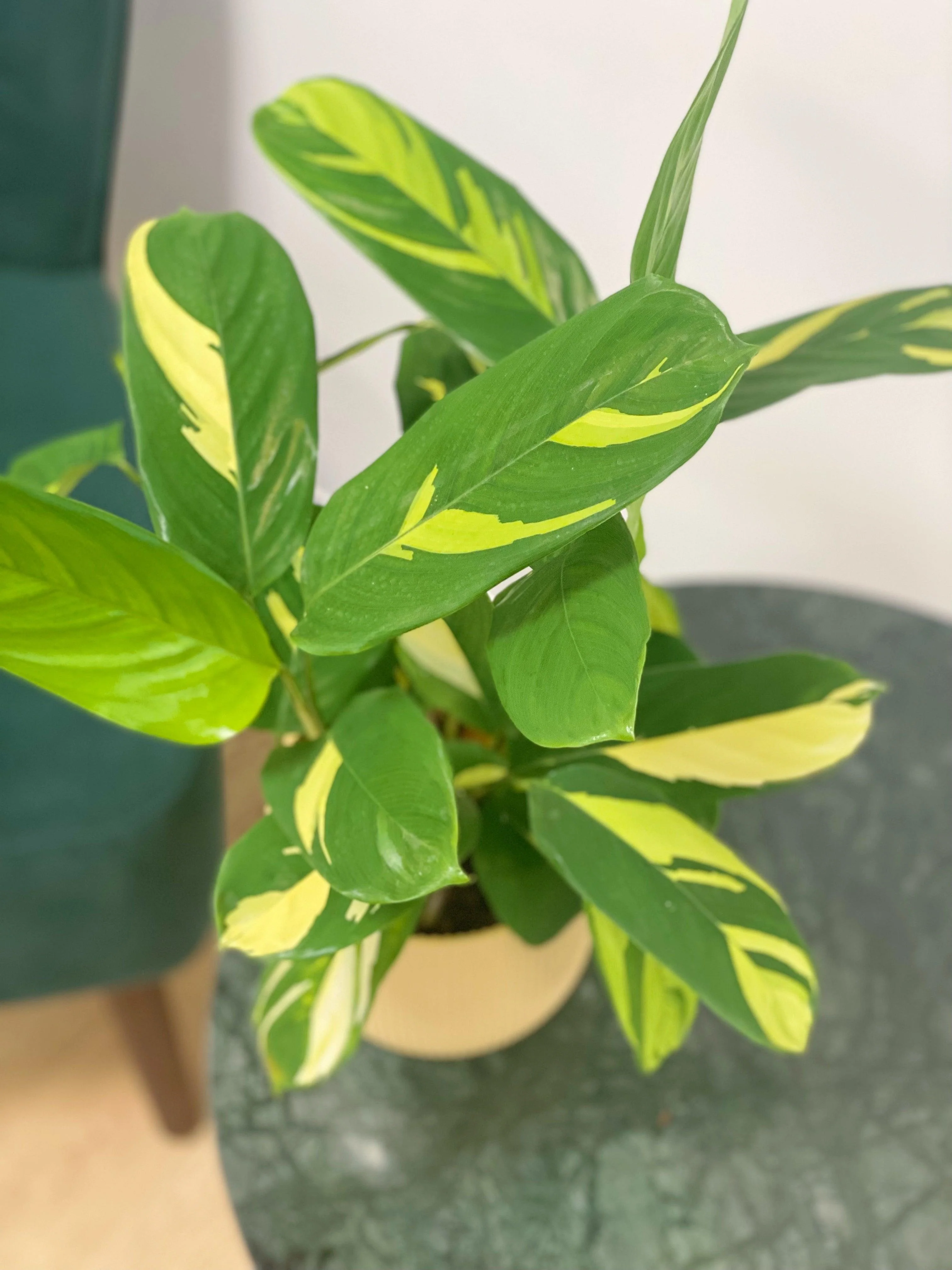 Ctenanthe Pilosa Golden Mosaic - Image 3
