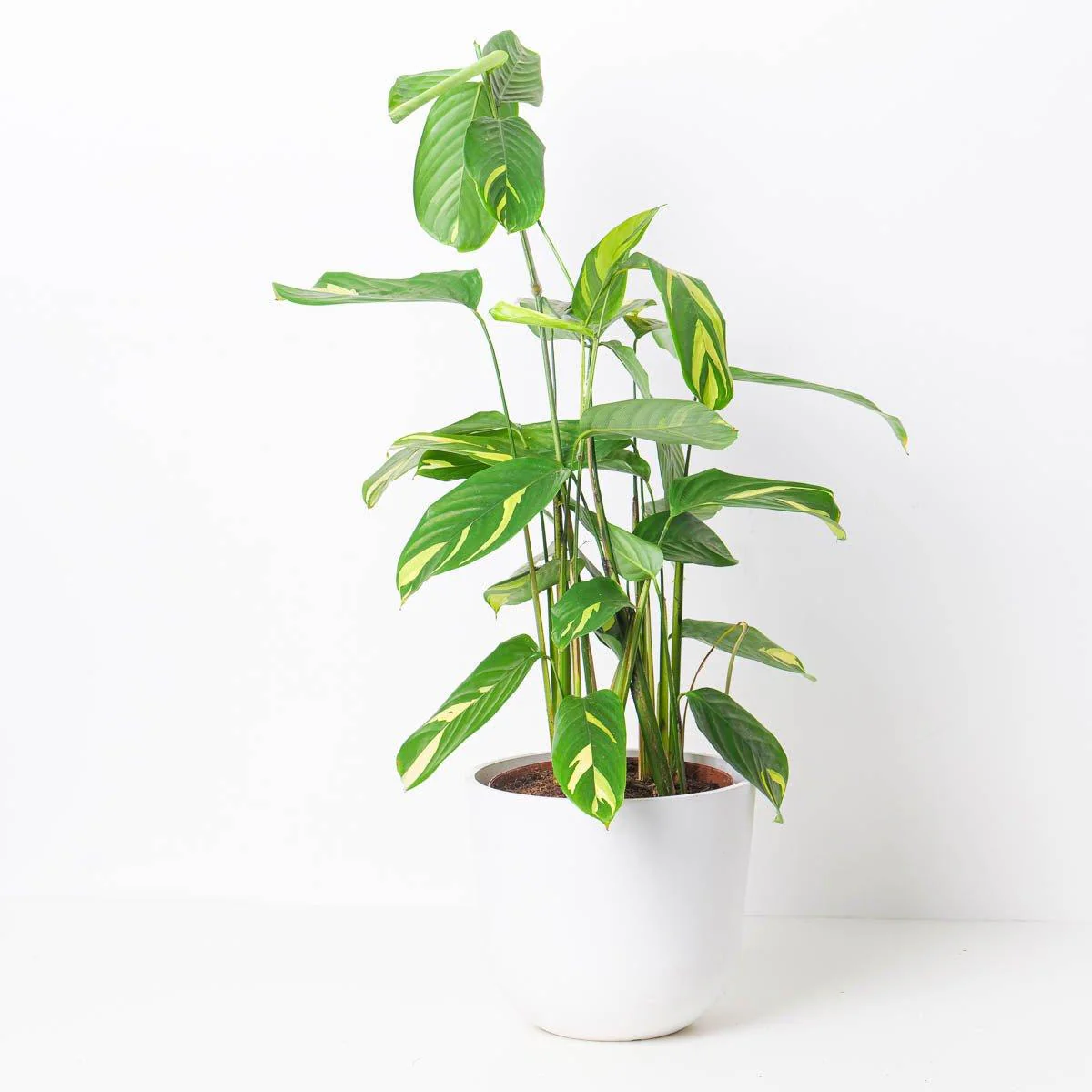 Ctenanthe Pilosa Golden Mosaic - Image 5