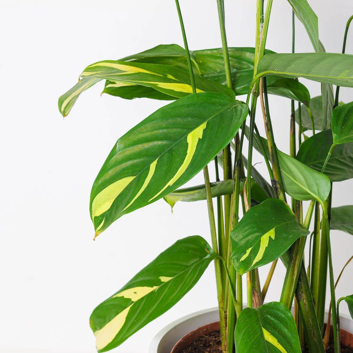 Ctenanthe Pilosa Golden Mosaic - Image 6