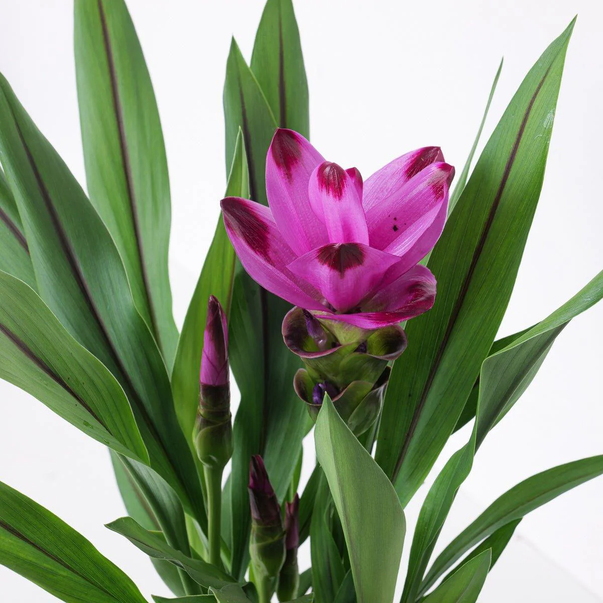 Curcuma 'Siam Splash' - Image 2