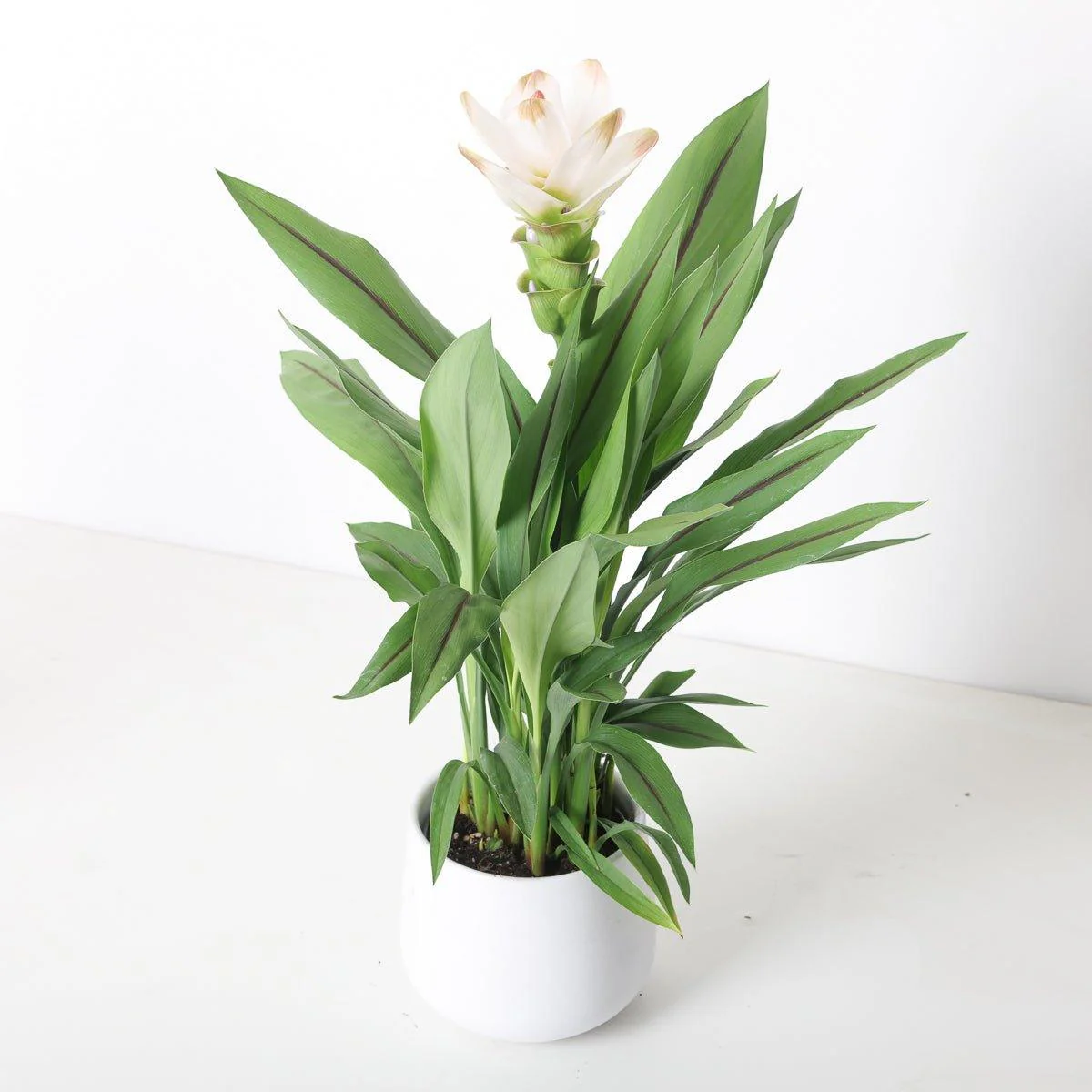 Curcuma 'White Beauty'