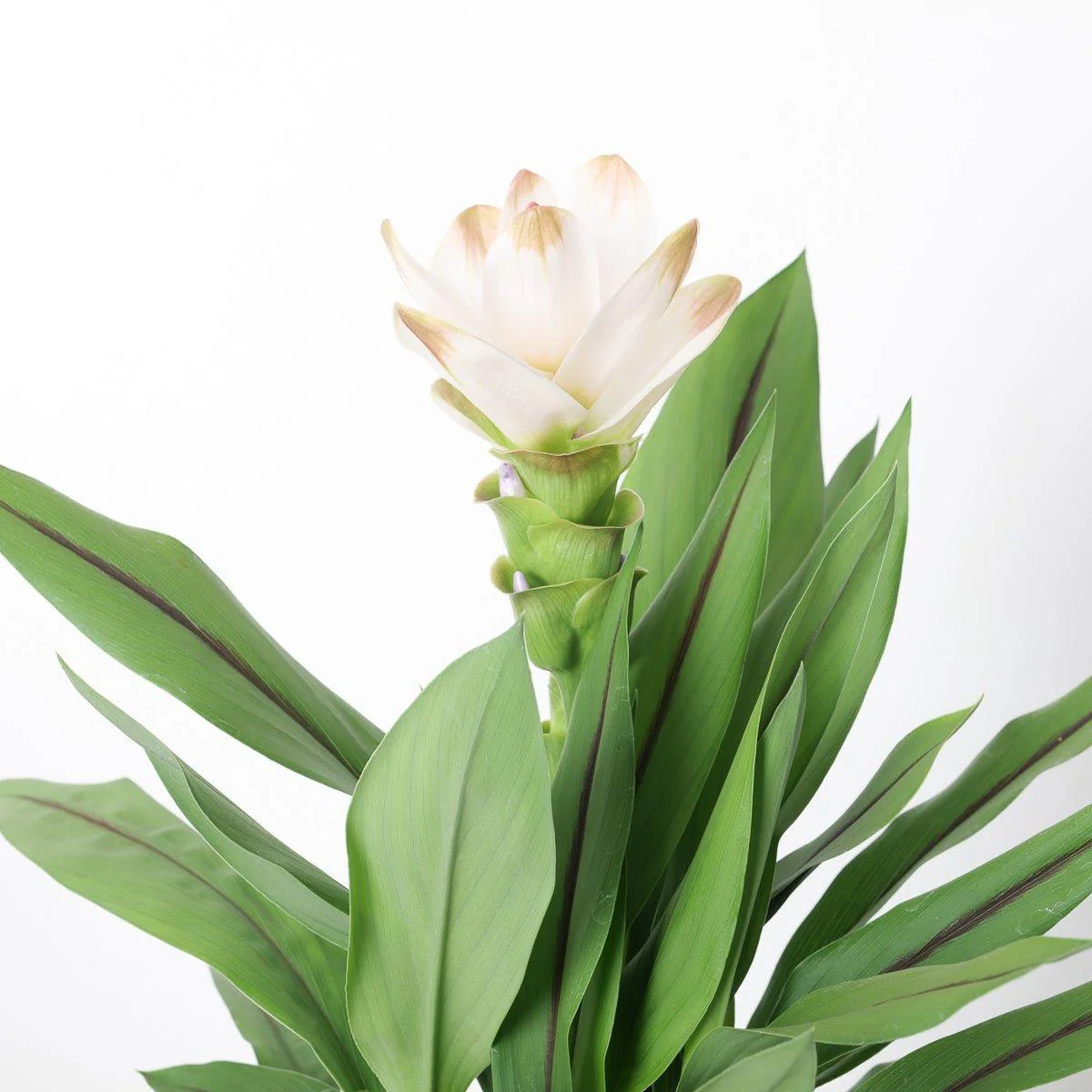 Curcuma 'White Beauty' - Image 2