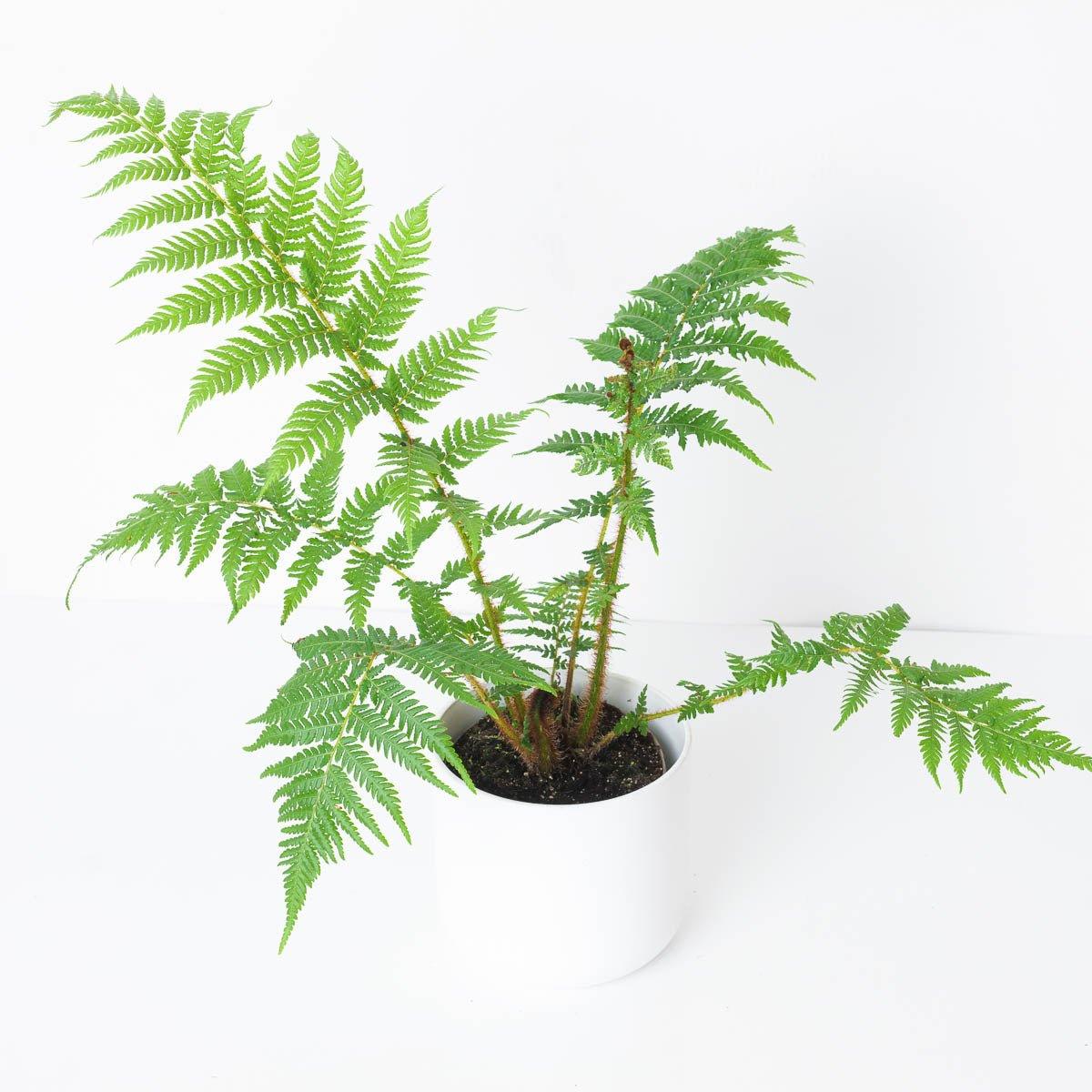 Cyathea cooperi