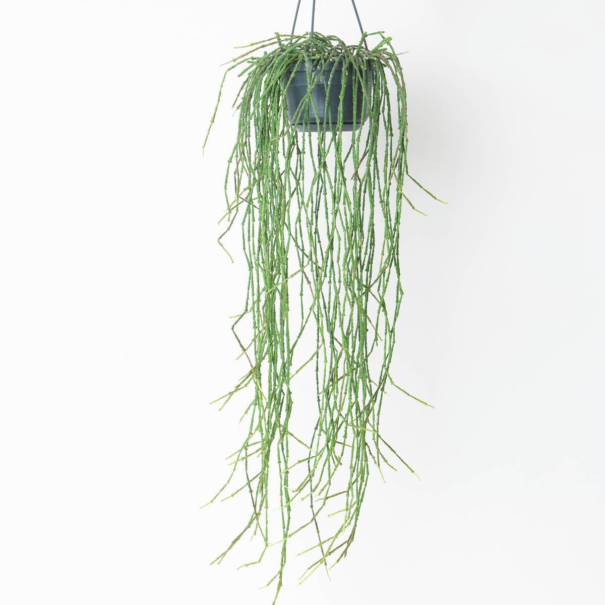 Cynanchum marnierianum | Bundle of Sticks