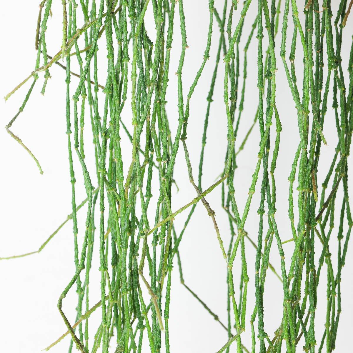 Cynanchum marnierianum | Bundle of Sticks - Image 2