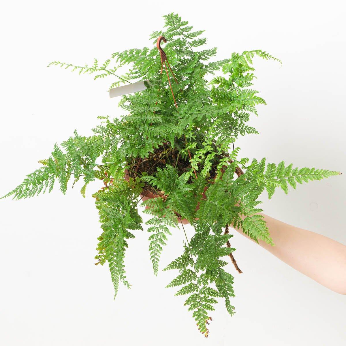 Davallia sp. Hanging basket