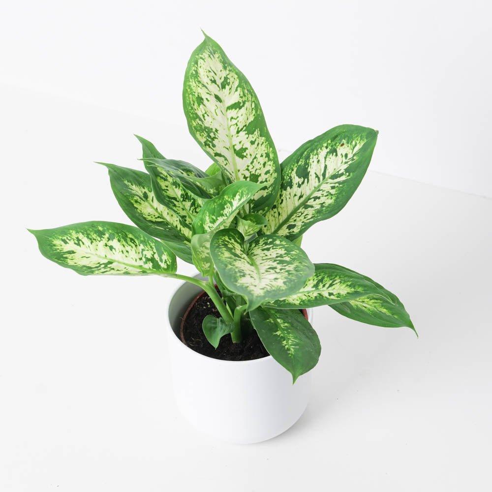 Dieffenbachia Compacta | Dumb Cane Plant