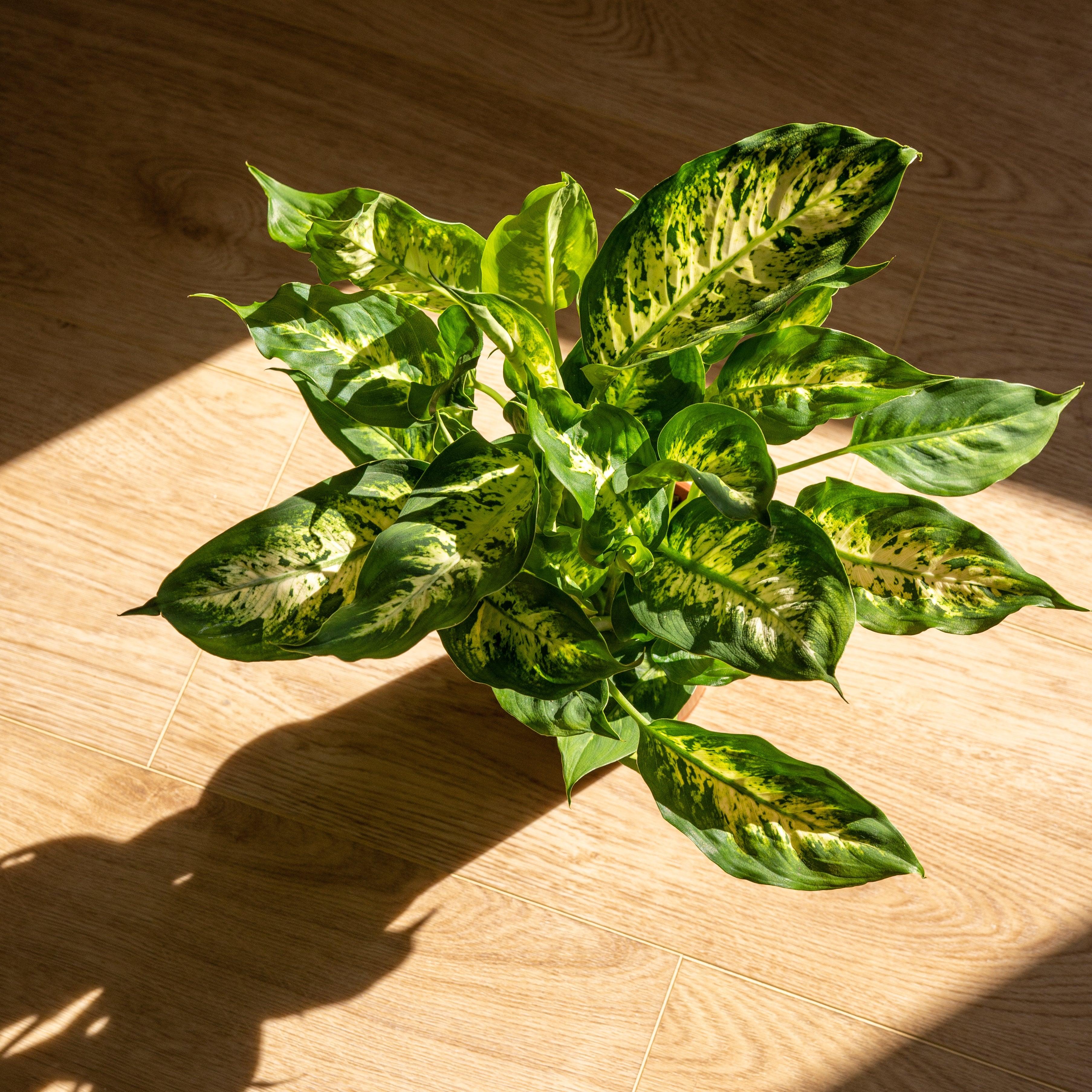Dieffenbachia Compacta | Dumb Cane Plant - Image 2