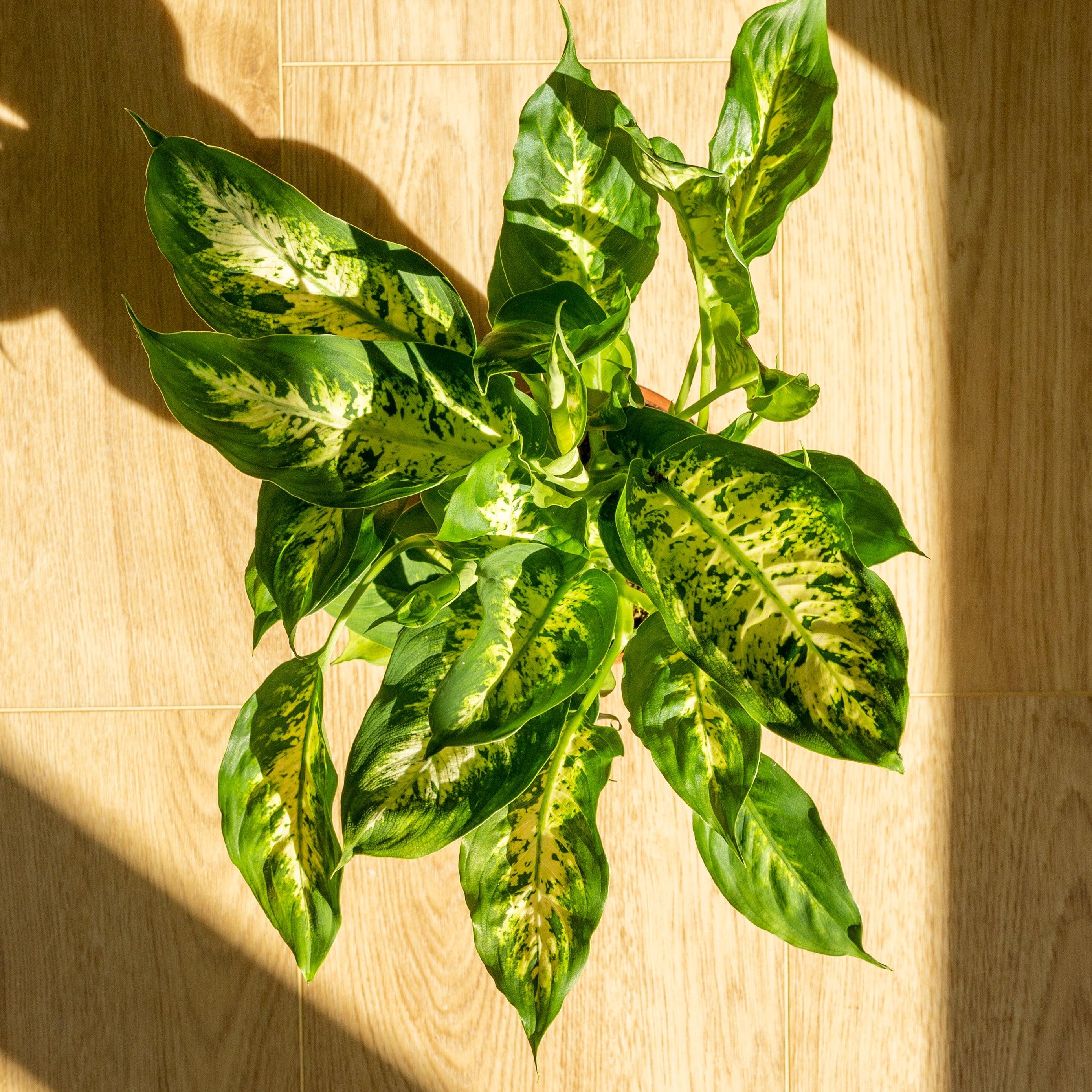 Dieffenbachia Compacta | Dumb Cane Plant - Image 3