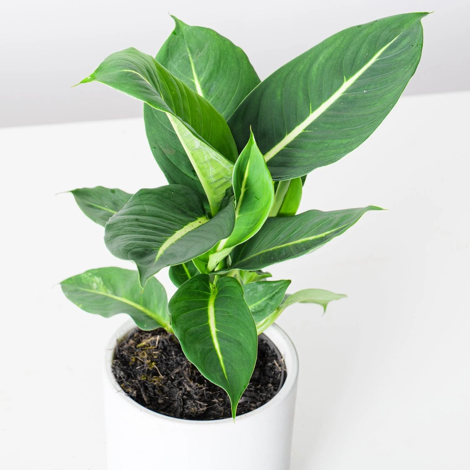 Dieffenbachia Oerstedii Green Magic