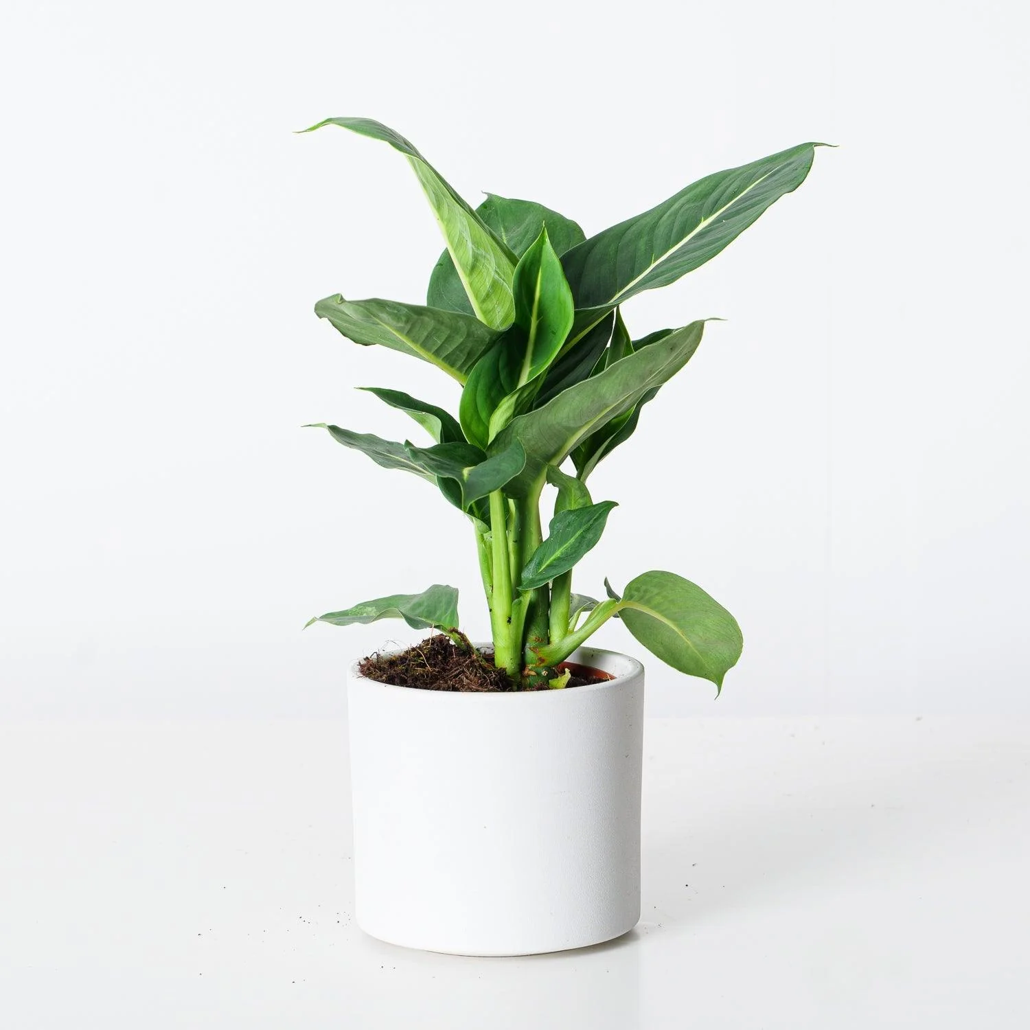 Dieffenbachia Oerstedii Green Magic - Image 2