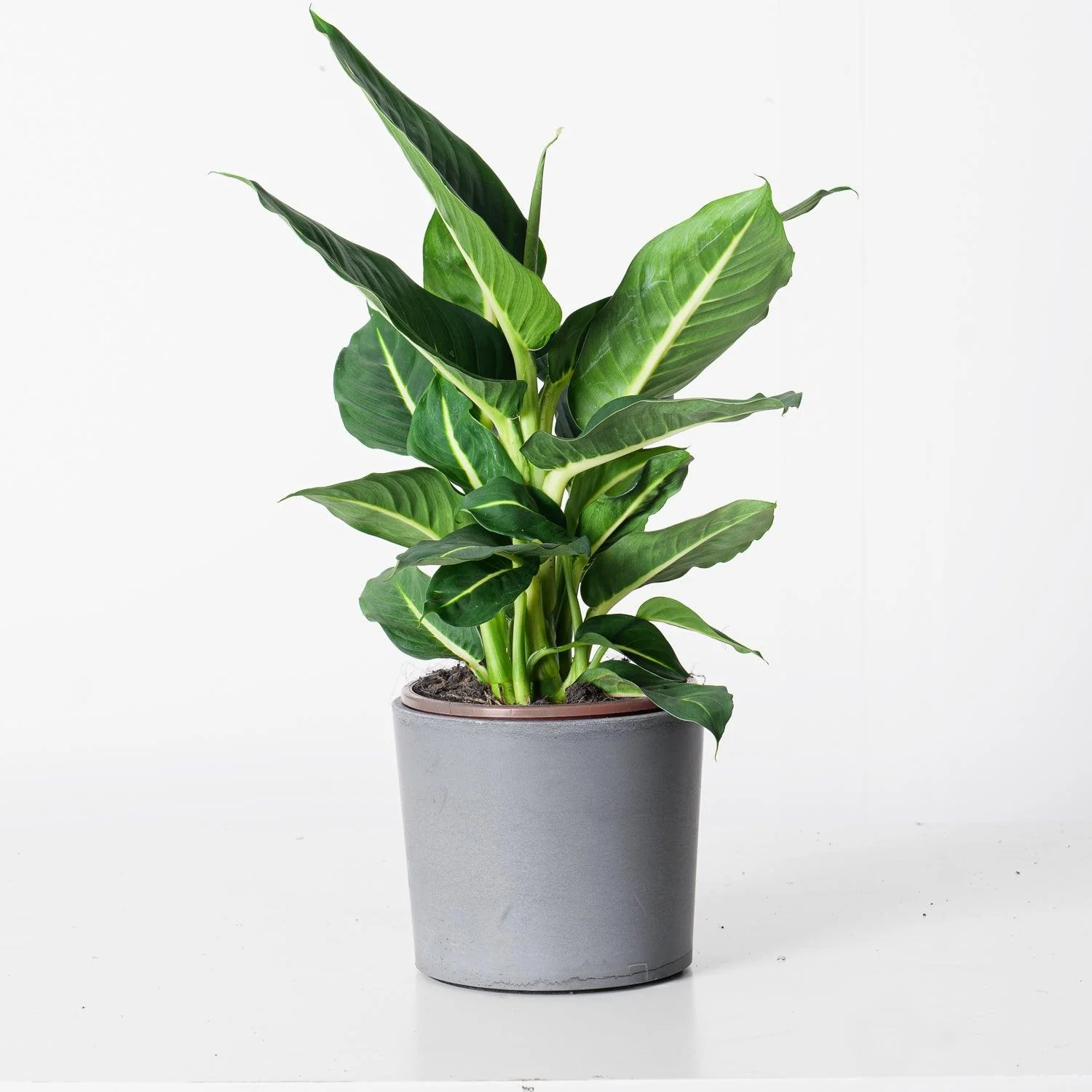 Dieffenbachia Oerstedii Green Magic - Image 3