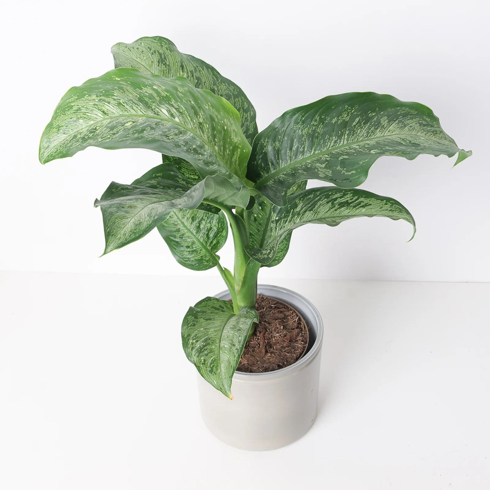 Dieffenbachia 'Memoria Corsii'