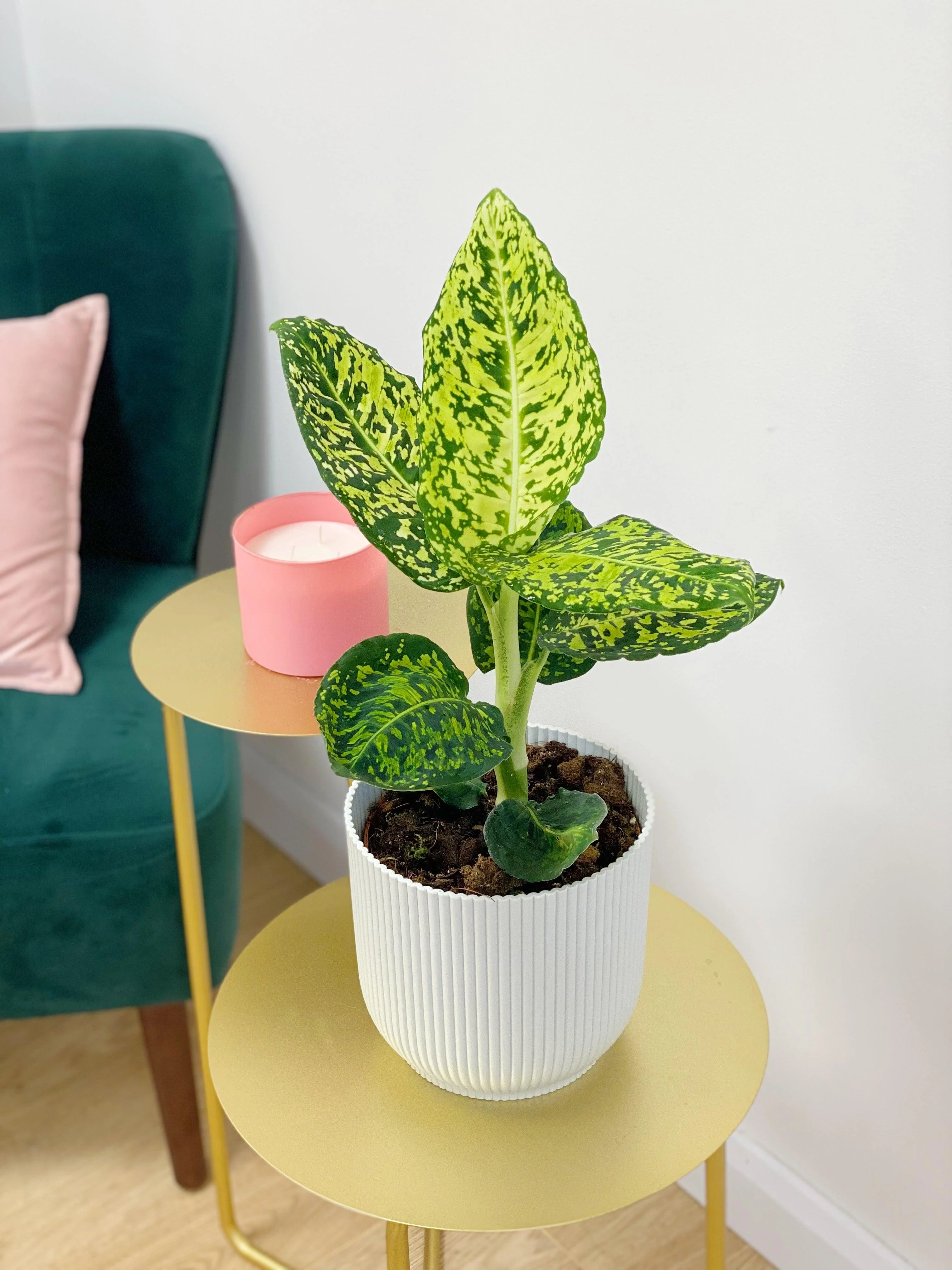 Dieffenbachia Reflector