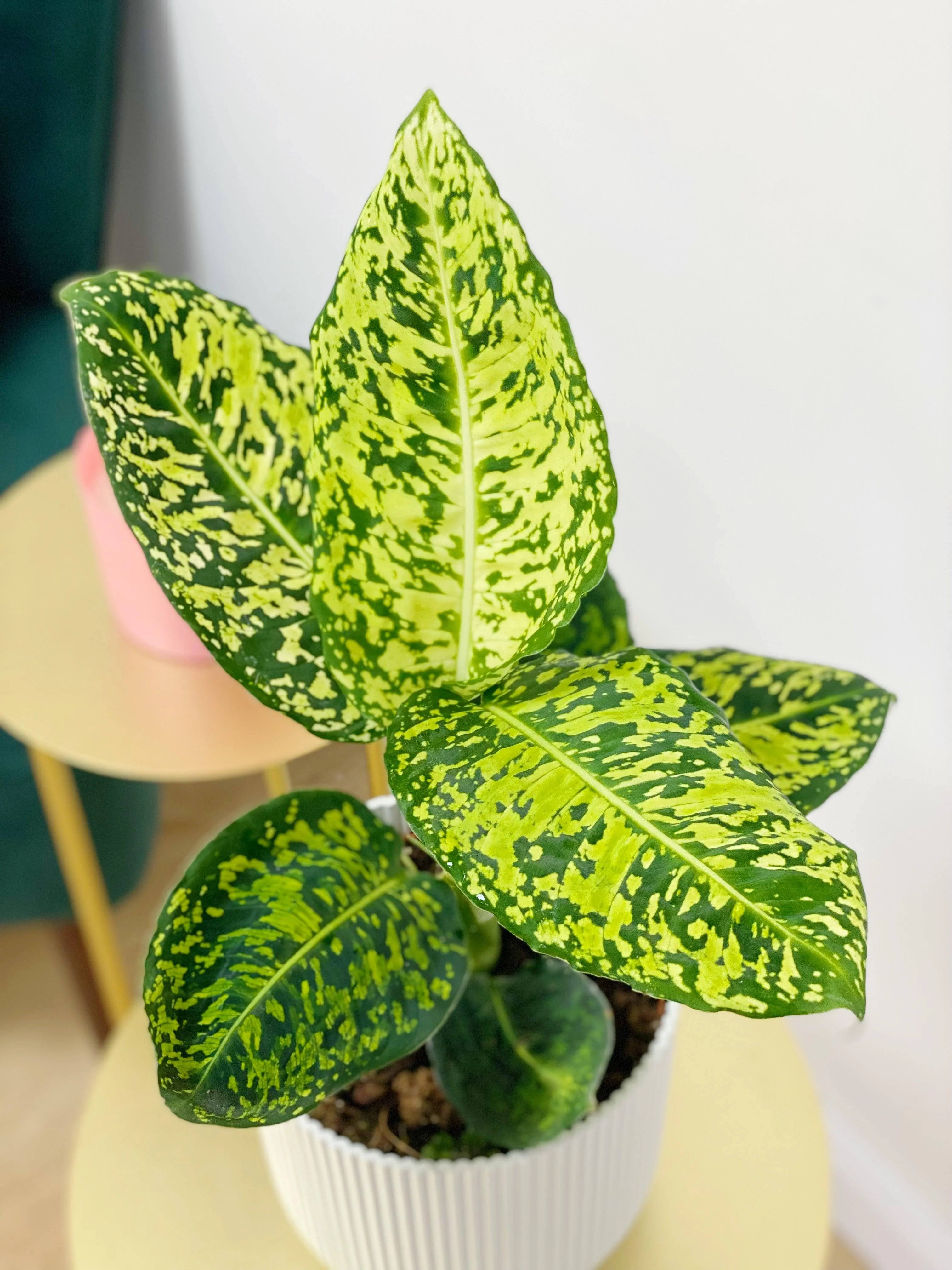 Dieffenbachia Reflector - Image 2