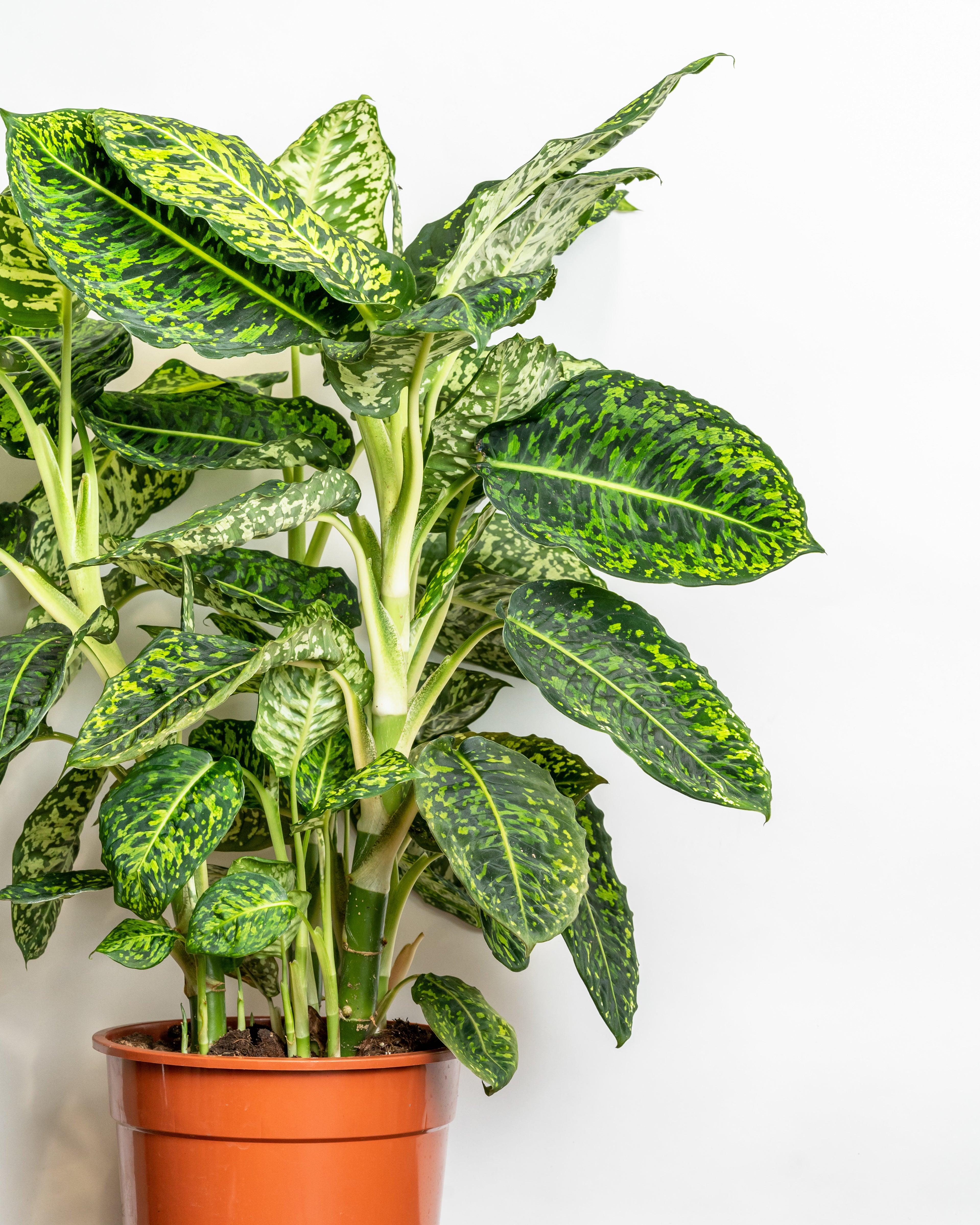 Dieffenbachia Reflector - Image 3