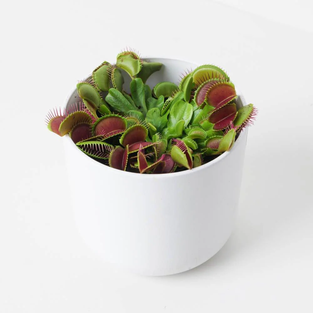 Dionaea muscipula | Venus Fly Trap