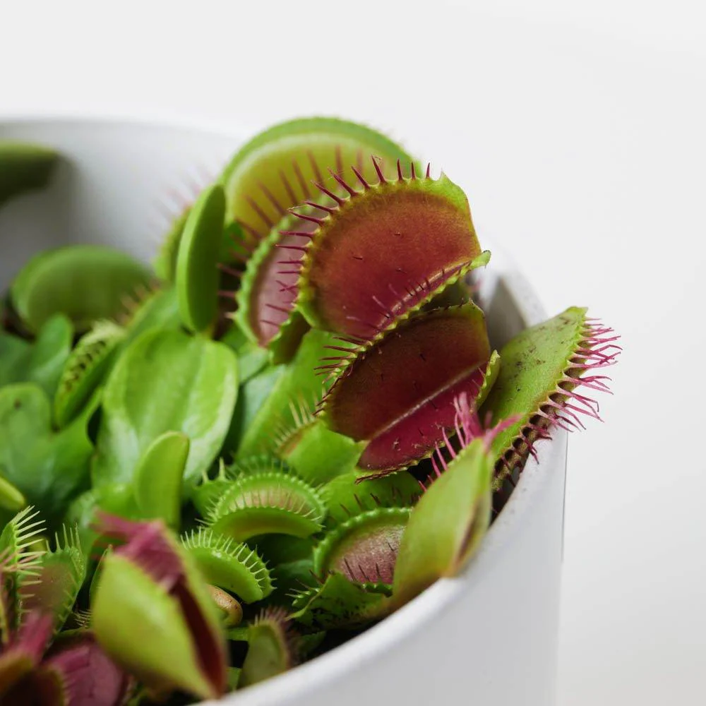 Dionaea muscipula | Venus Fly Trap - Image 2