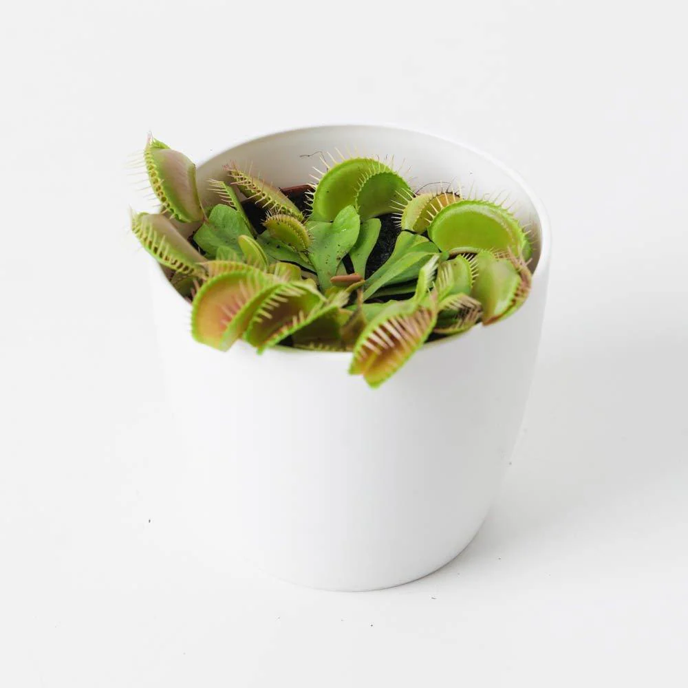 Dionaea muscipula | Venus Fly Trap - Image 3
