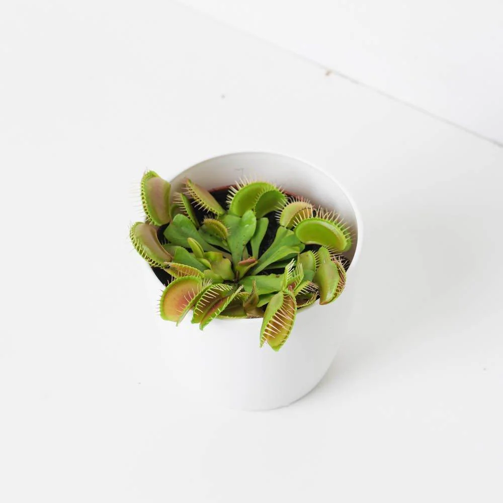 Dionaea muscipula | Venus Fly Trap - Image 4