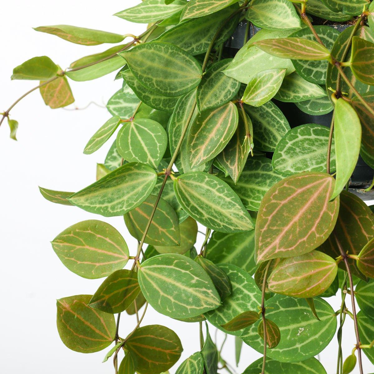 Dischidia Ovata | Watermelon Plant