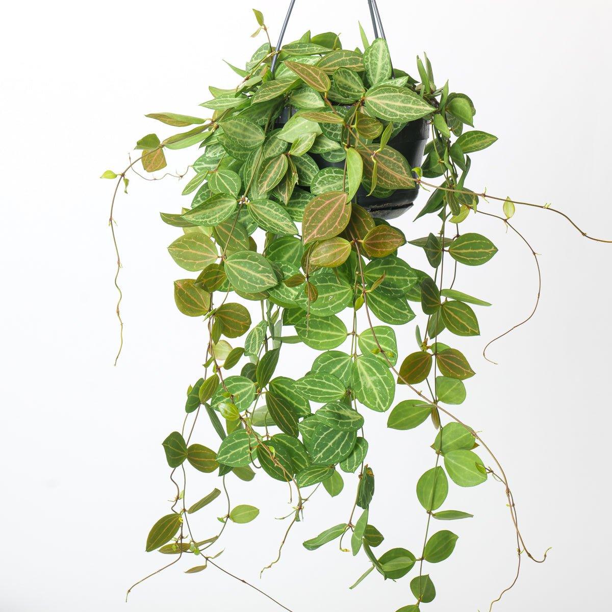 Dischidia Ovata | Watermelon Plant - Image 2
