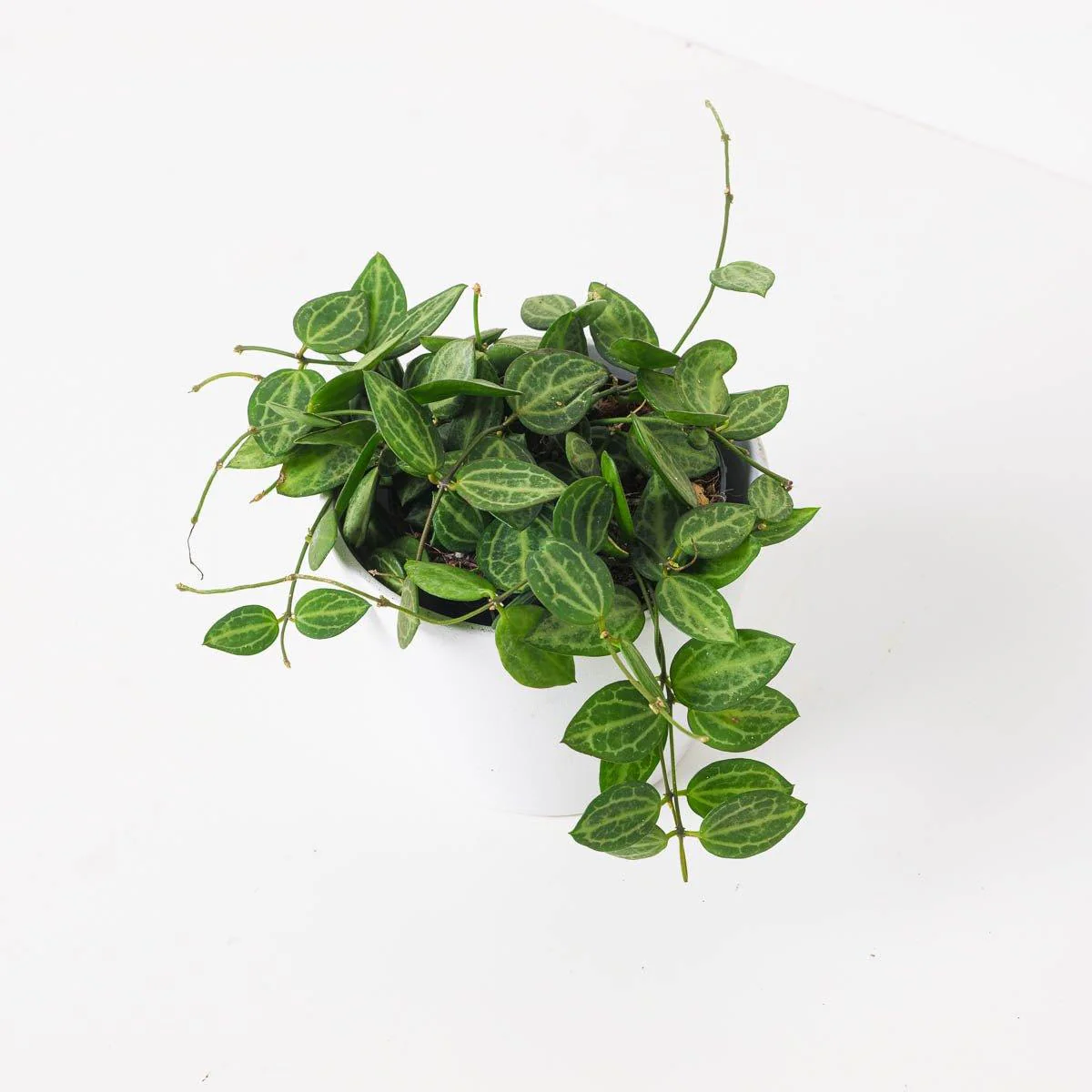 Dischidia Ovata | Watermelon Plant - Image 3