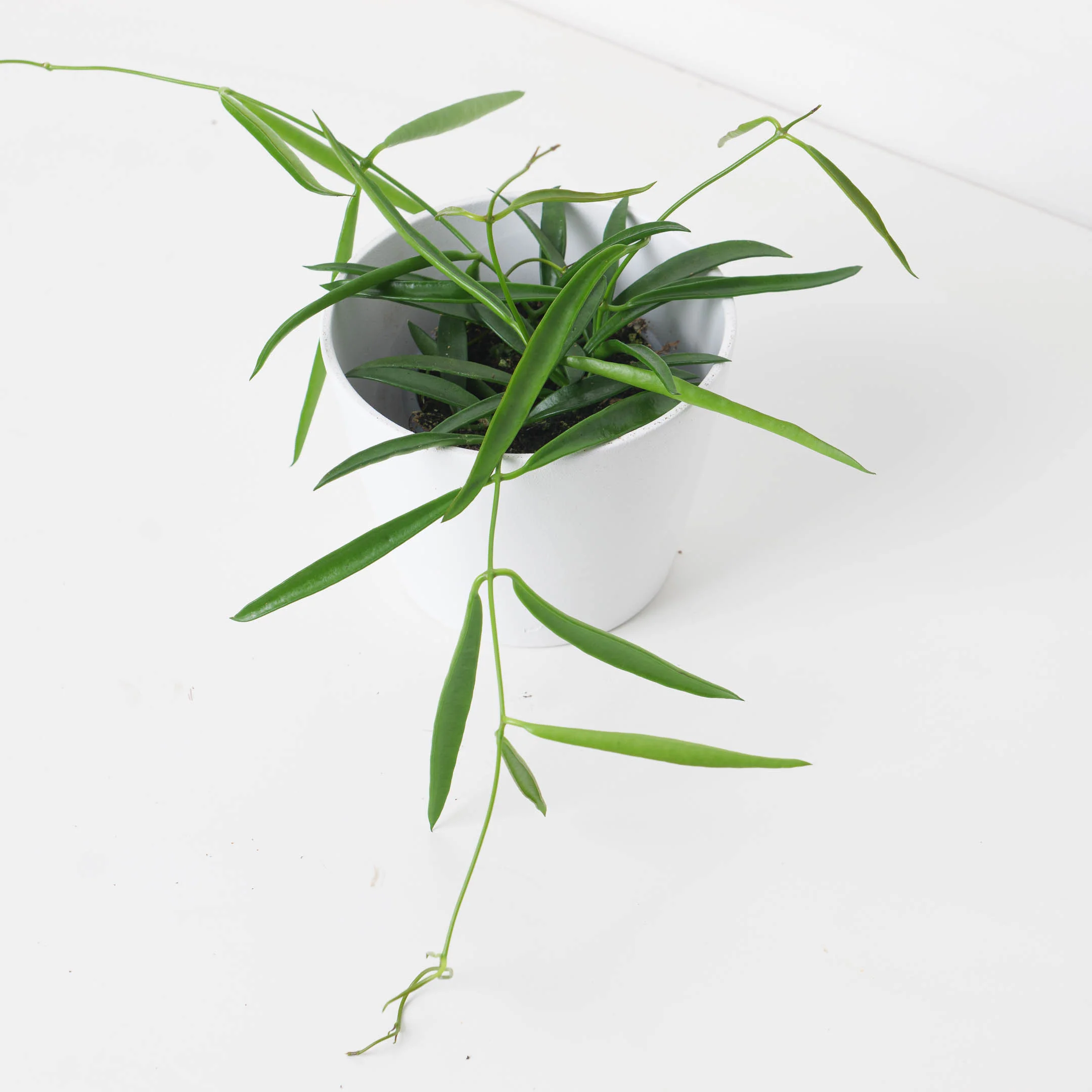 Dischidia parasitica | Dischidia parasita