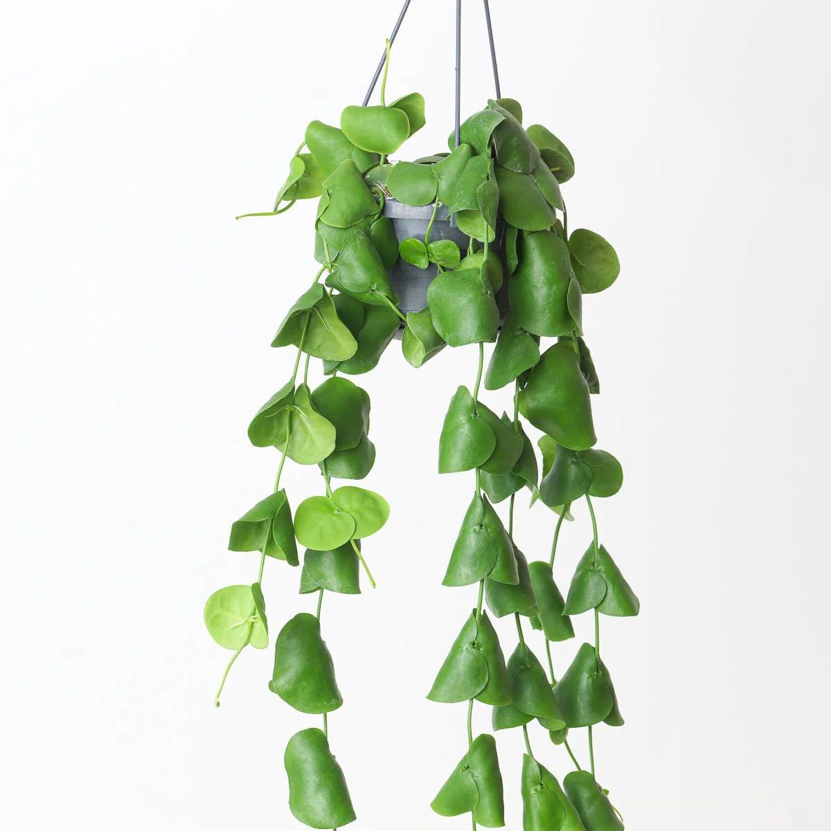 Dischidia platyphylla - Image 2
