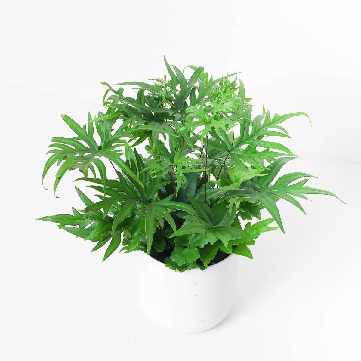 Doryopteris Pedata | Hemionitis doryopteris | Digit Fern