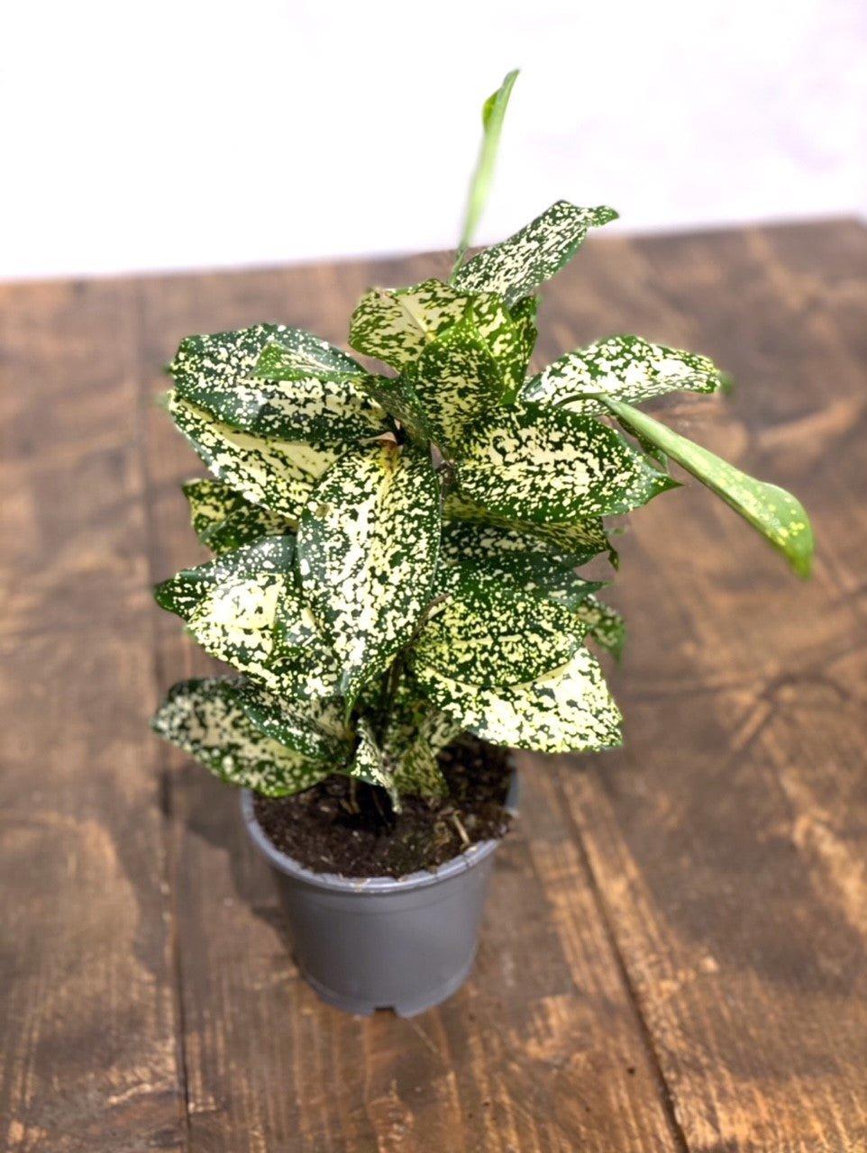 Dracaena Godsefiana Gold Dust - Image 3