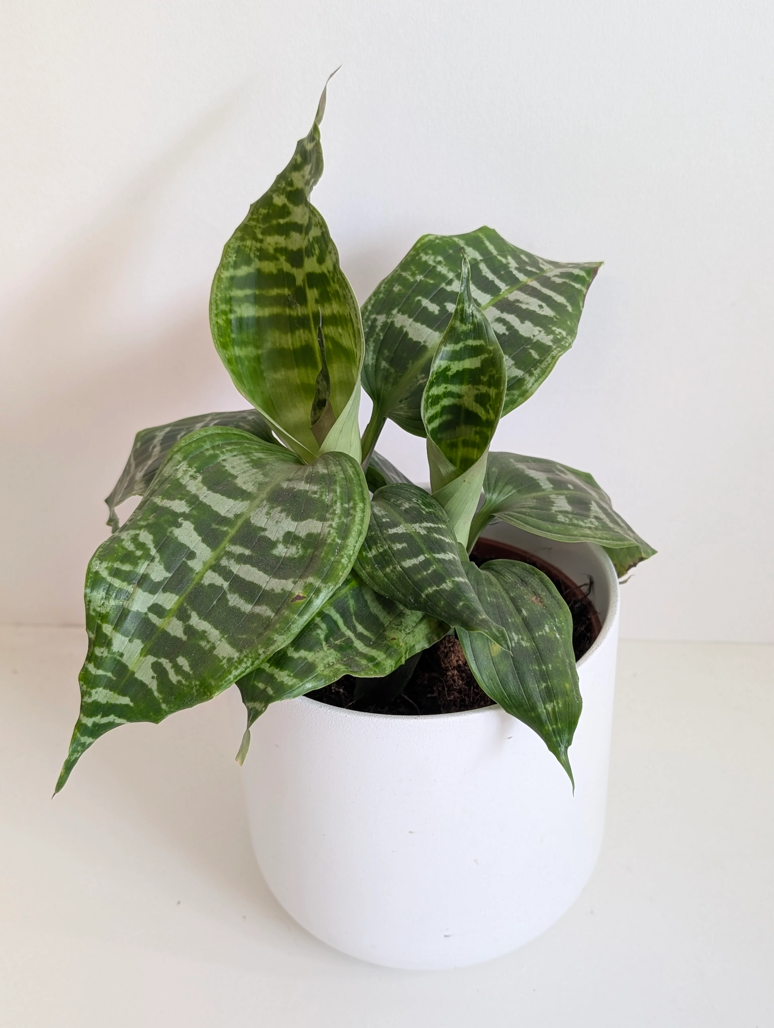 Dracaena goldieana
