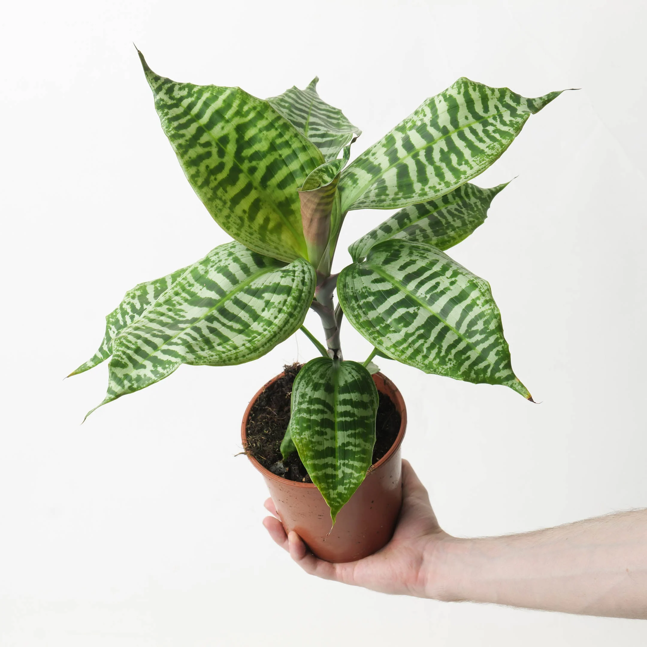 Dracaena goldieana - Image 2