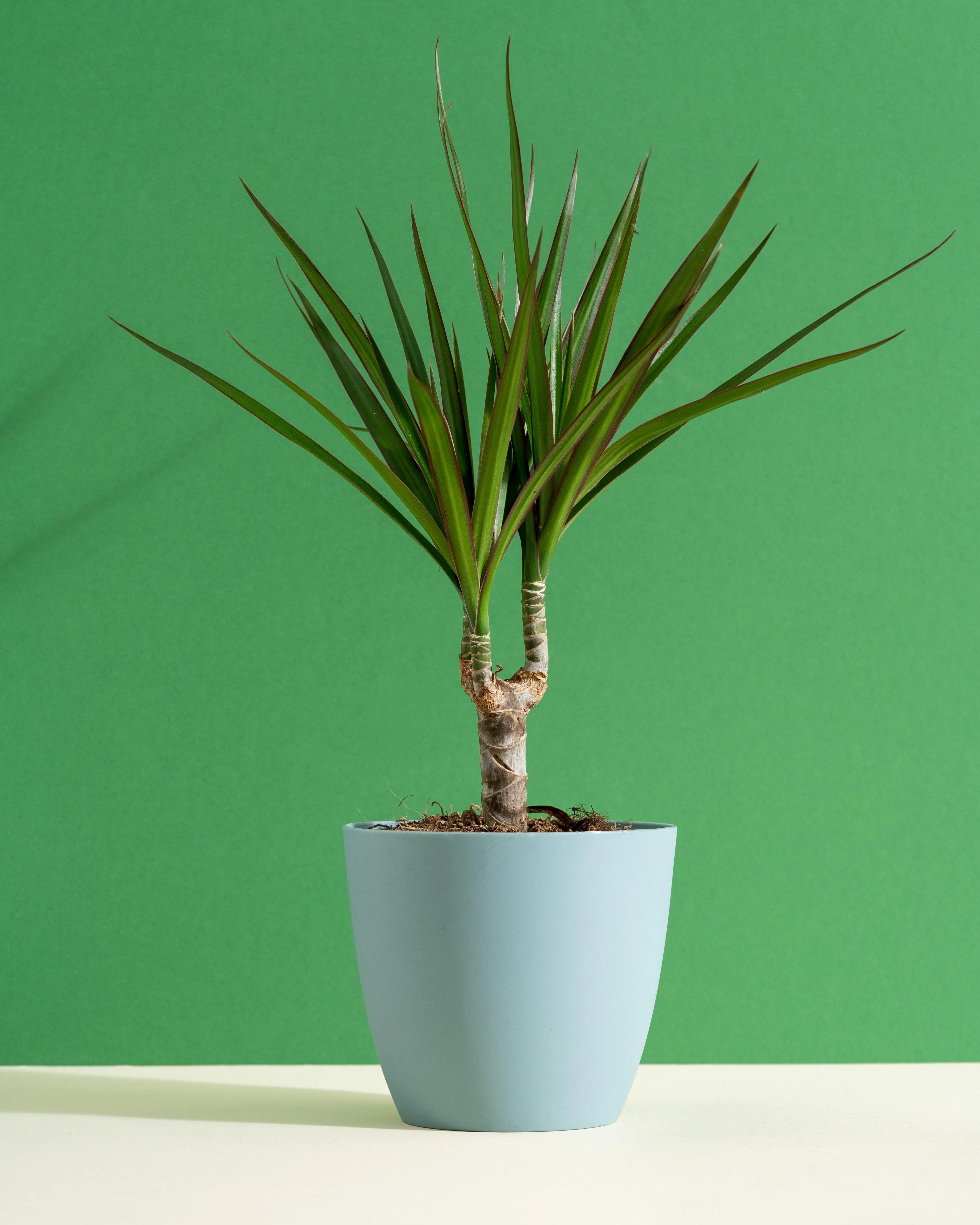 Dracaena Marginata Magenta | Dragon Tree | 11cm Pot | Easy Care House Plant