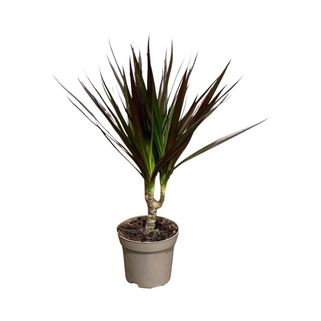 Dracaena Marginata Magenta | Dragon Tree | 11cm Pot | Easy Care House Plant - Image 2