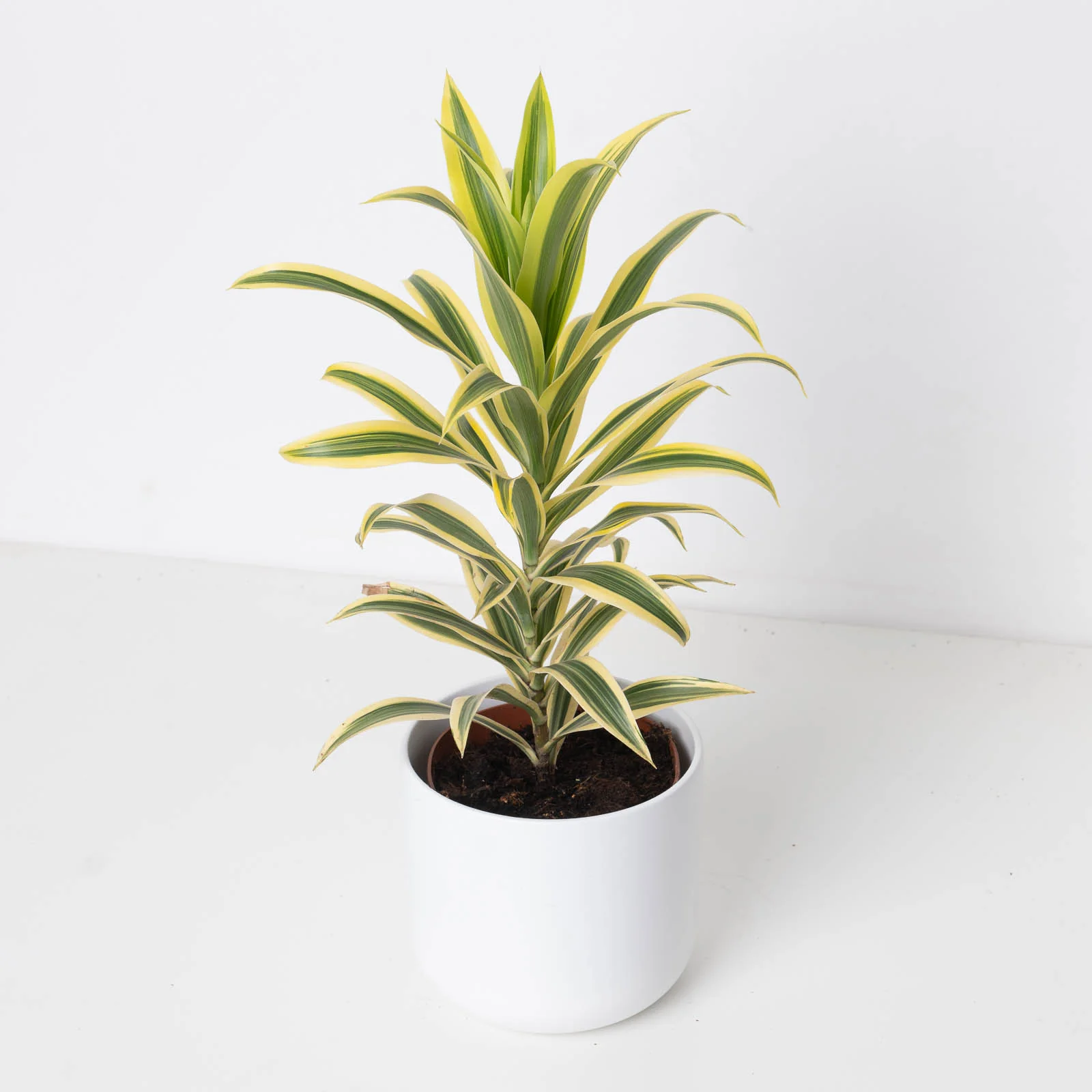 Dracaena reflexa 'Song of India'