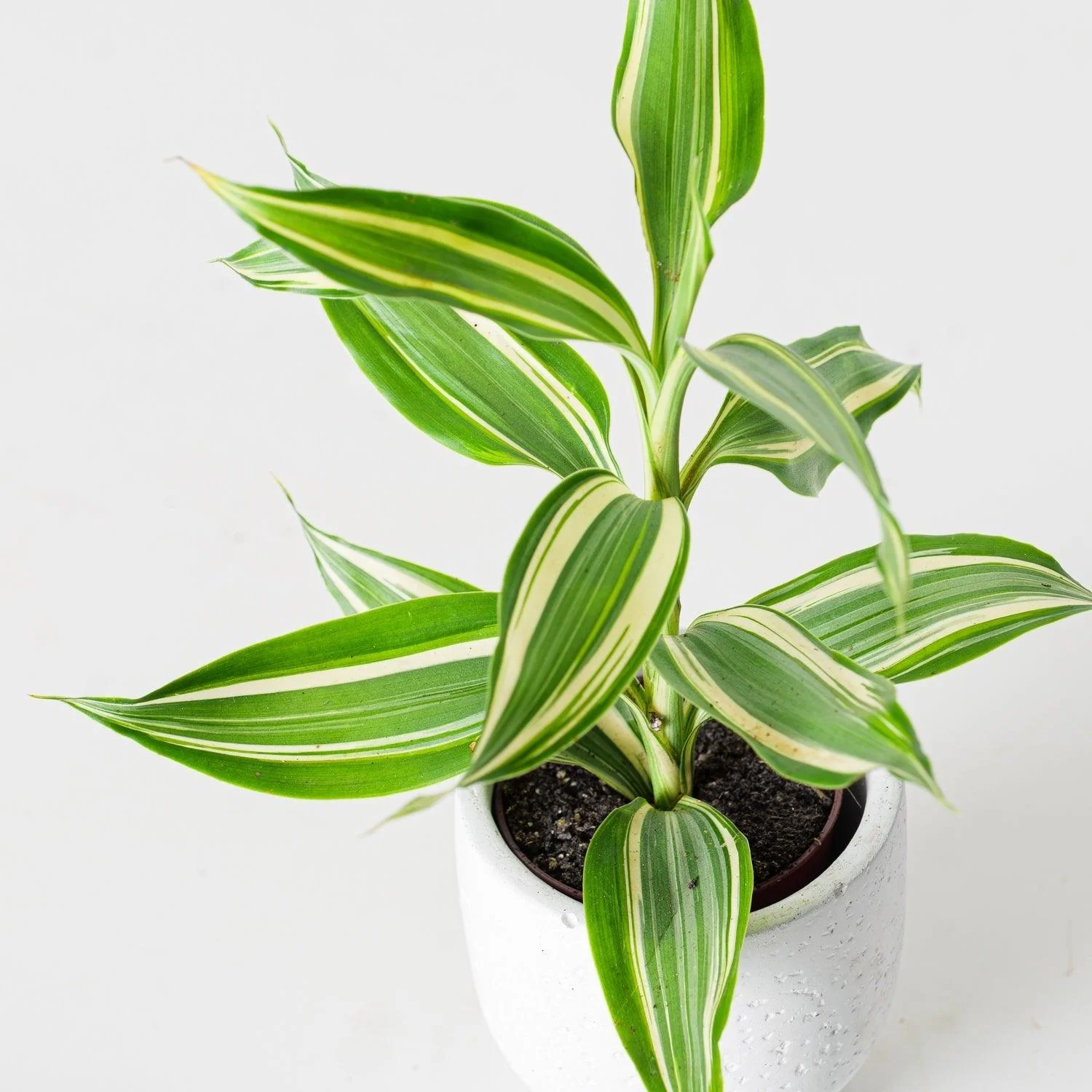 Dracaena Sanderiana Victory