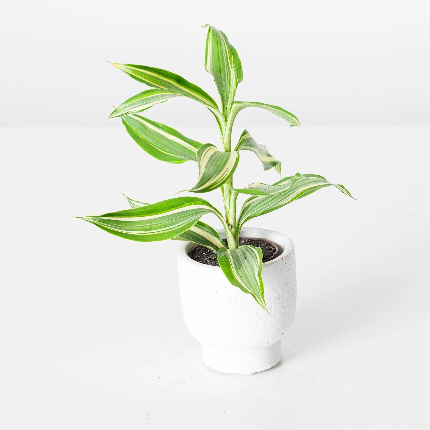 Dracaena Sanderiana Victory - Image 2