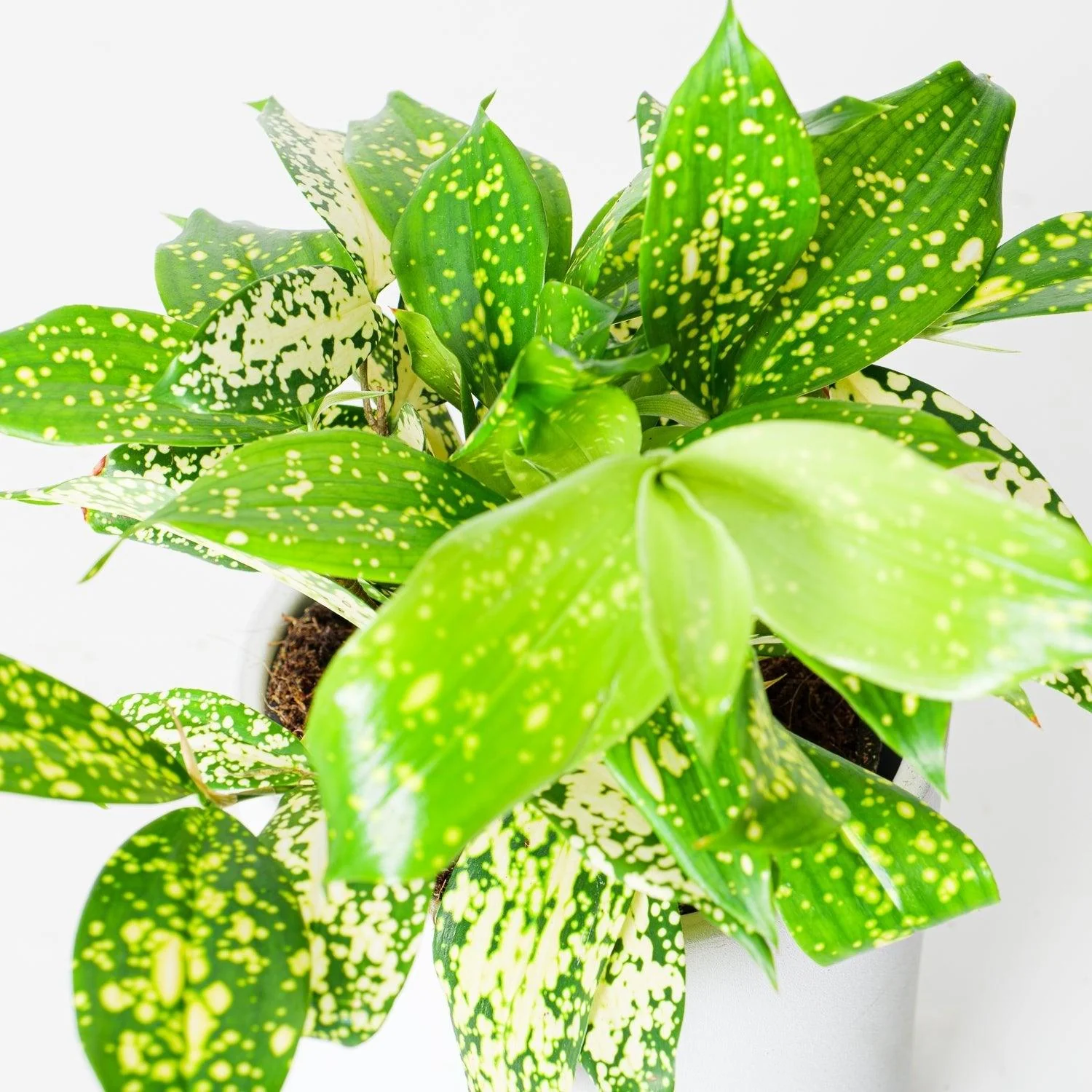 Dracaena Surculosa 'Florida Beauty' - Image 2