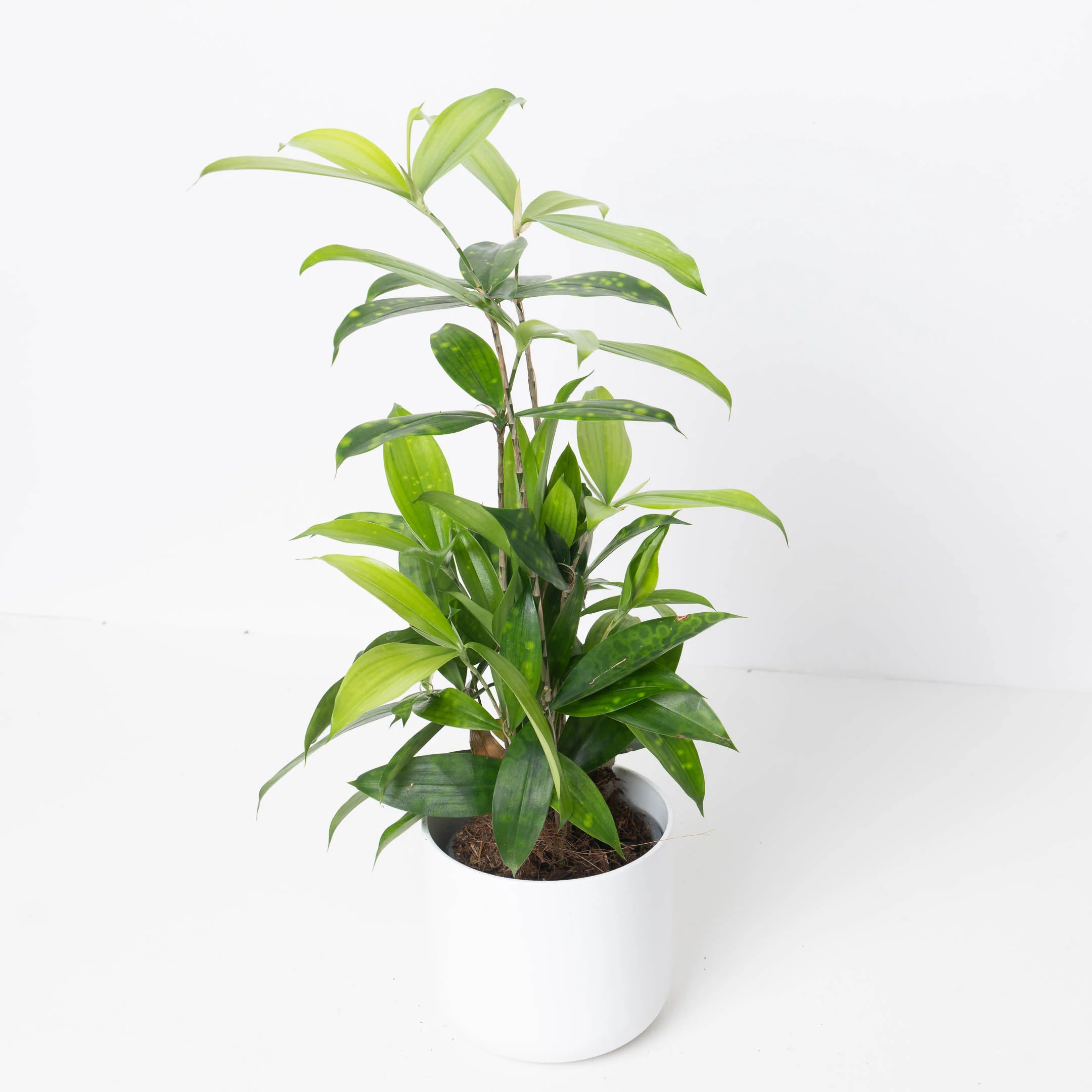 Dracaena Surculosa